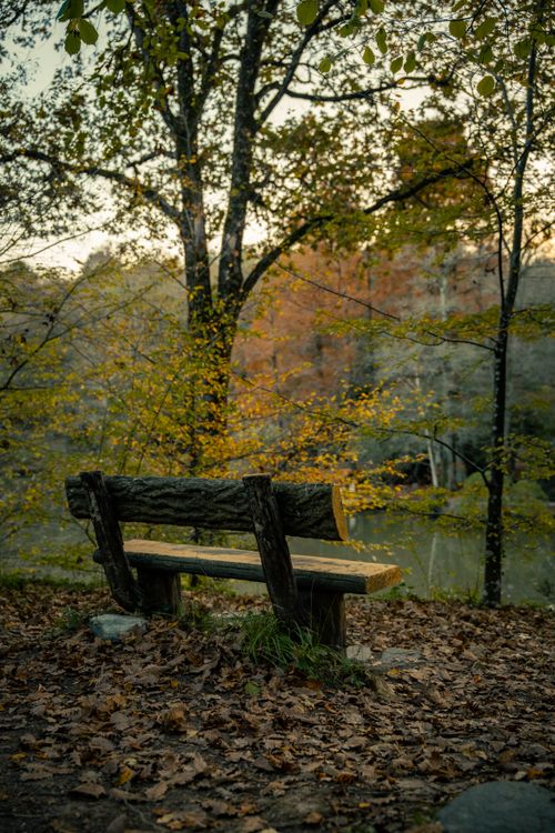 Free Tranquil wooden bench amidst autumn foliage, perfect for relaxation and reflection. Stock Photo