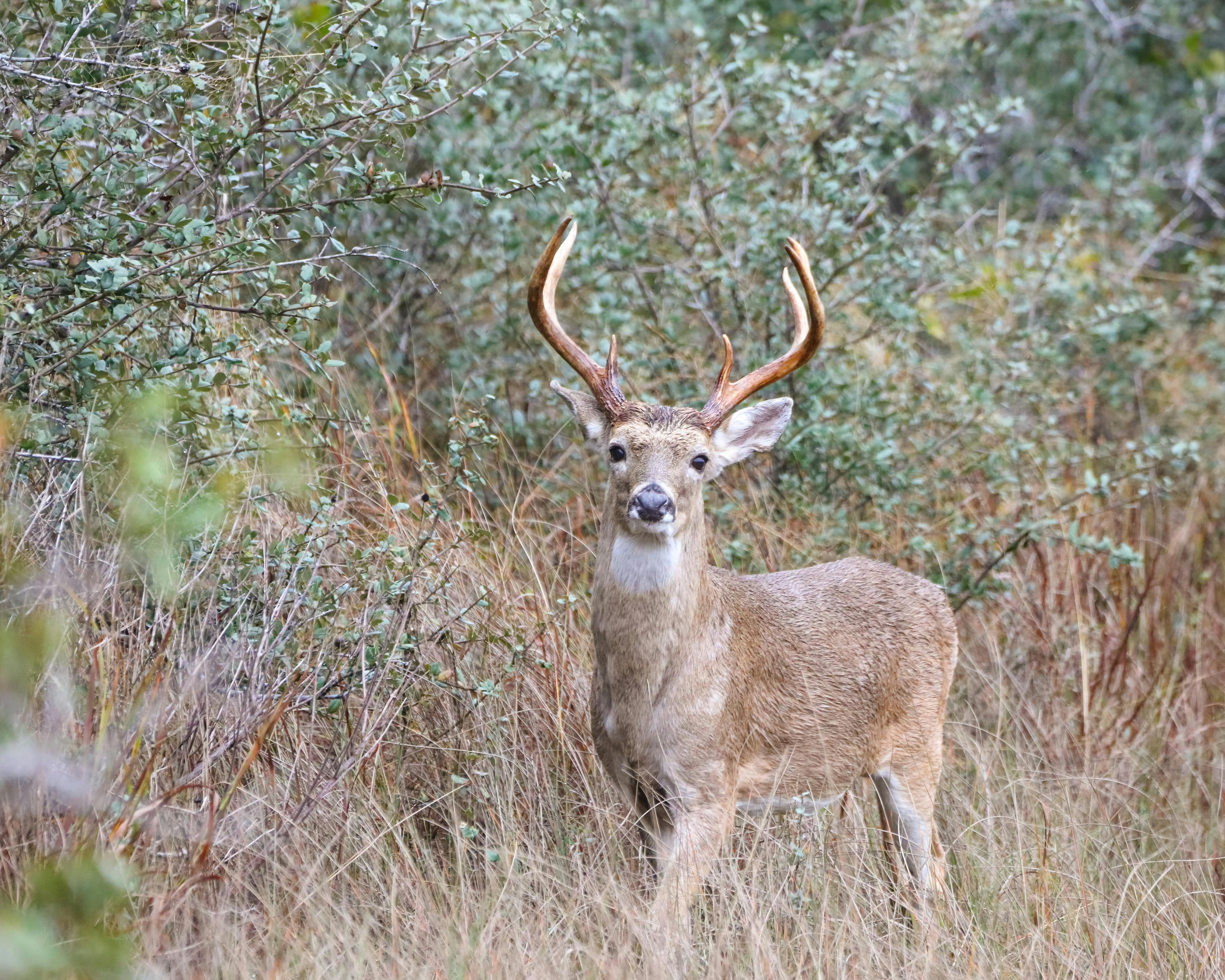 A white-tailed deer standing alert in a dense forest, showcasing its majestic antlers.