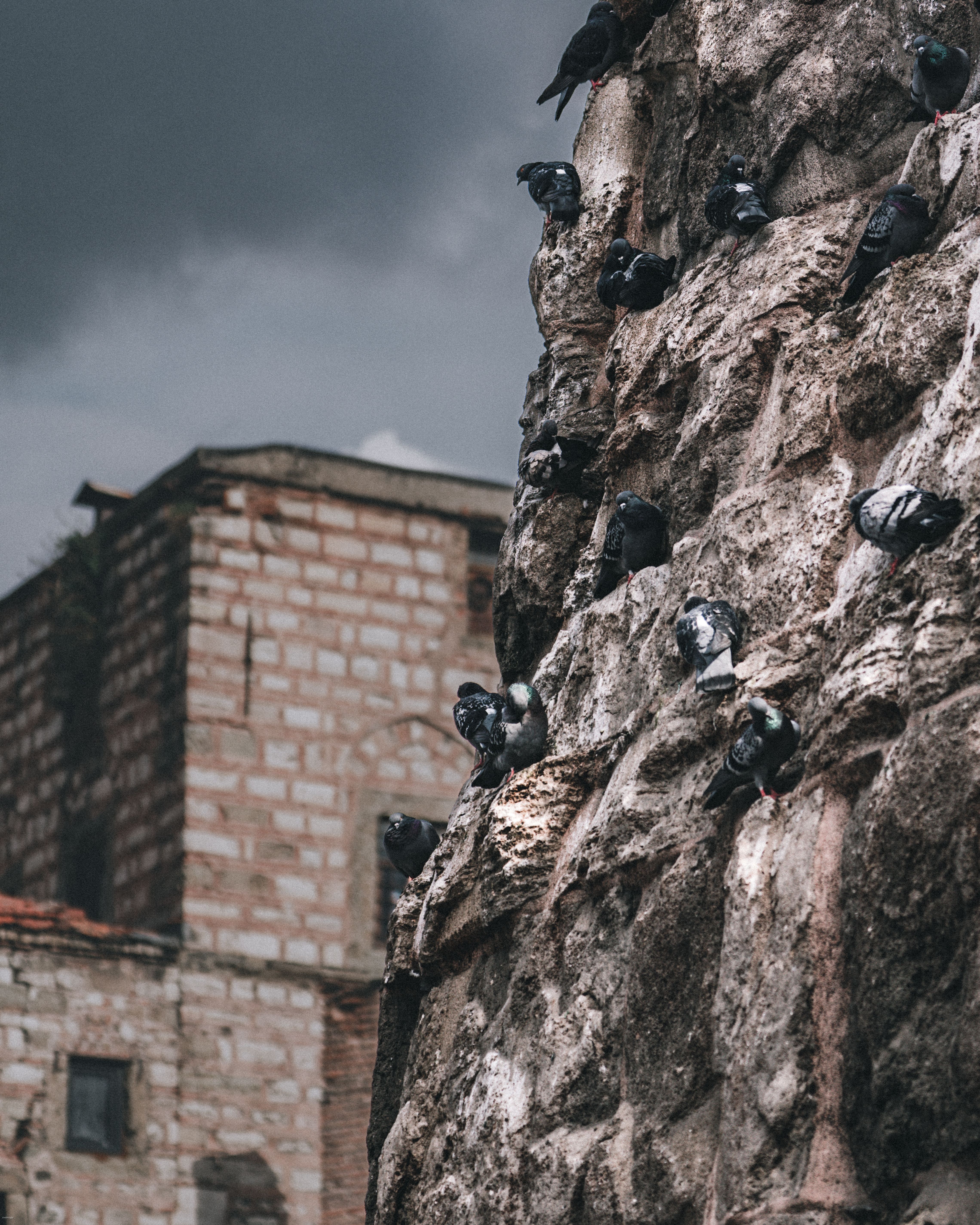 Pigeons Perched on Ancient Stone Wall · Free Stock Photo