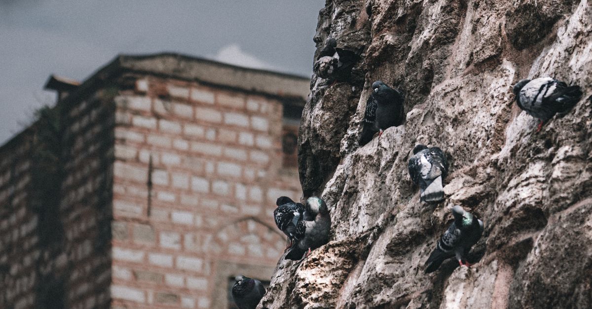 Pigeon Stone Rocks Pigeons Perched on Ancient Stone Wall · Free Stock Photo