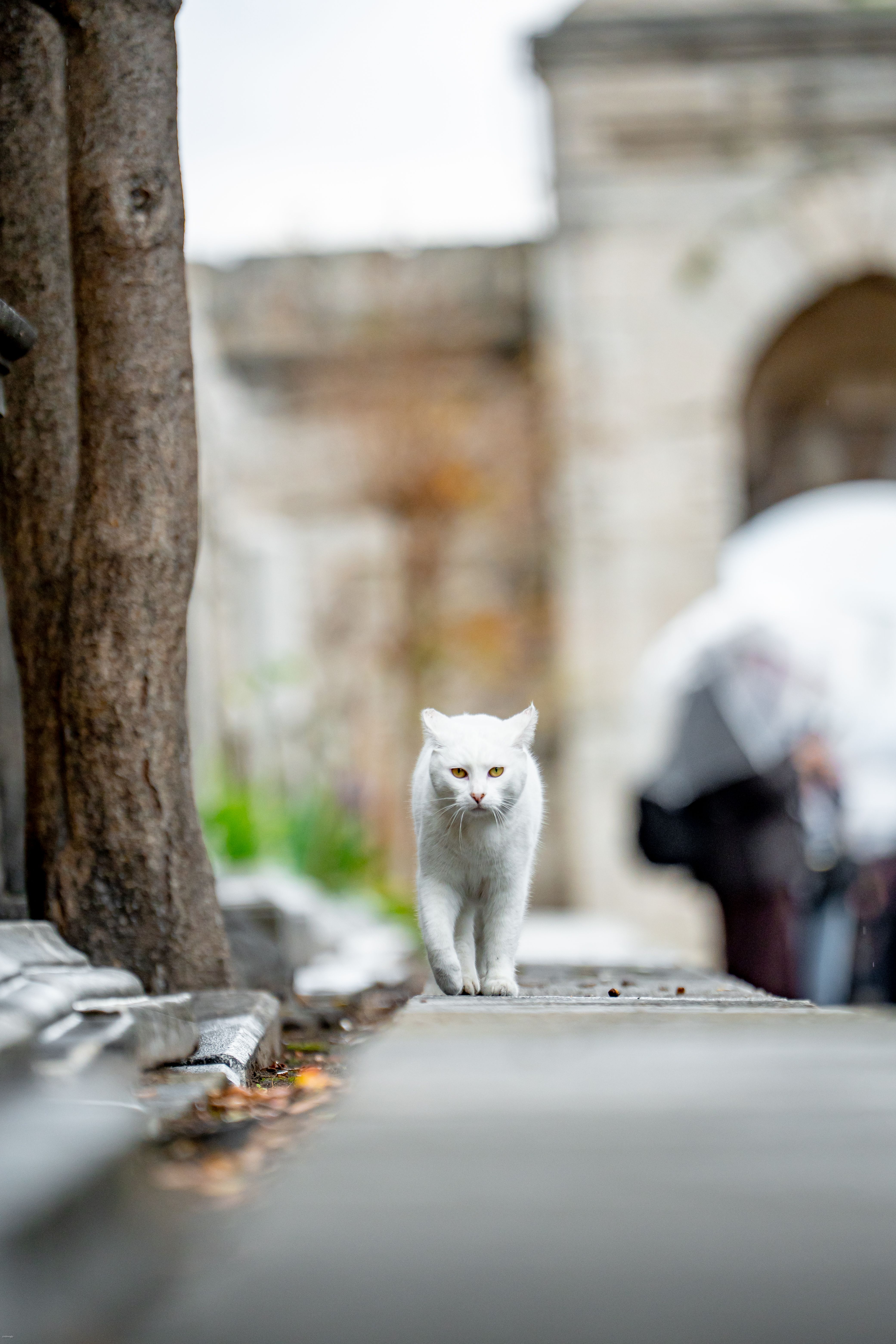 White Cat Walking in Urban Setting · Free Stock Photo