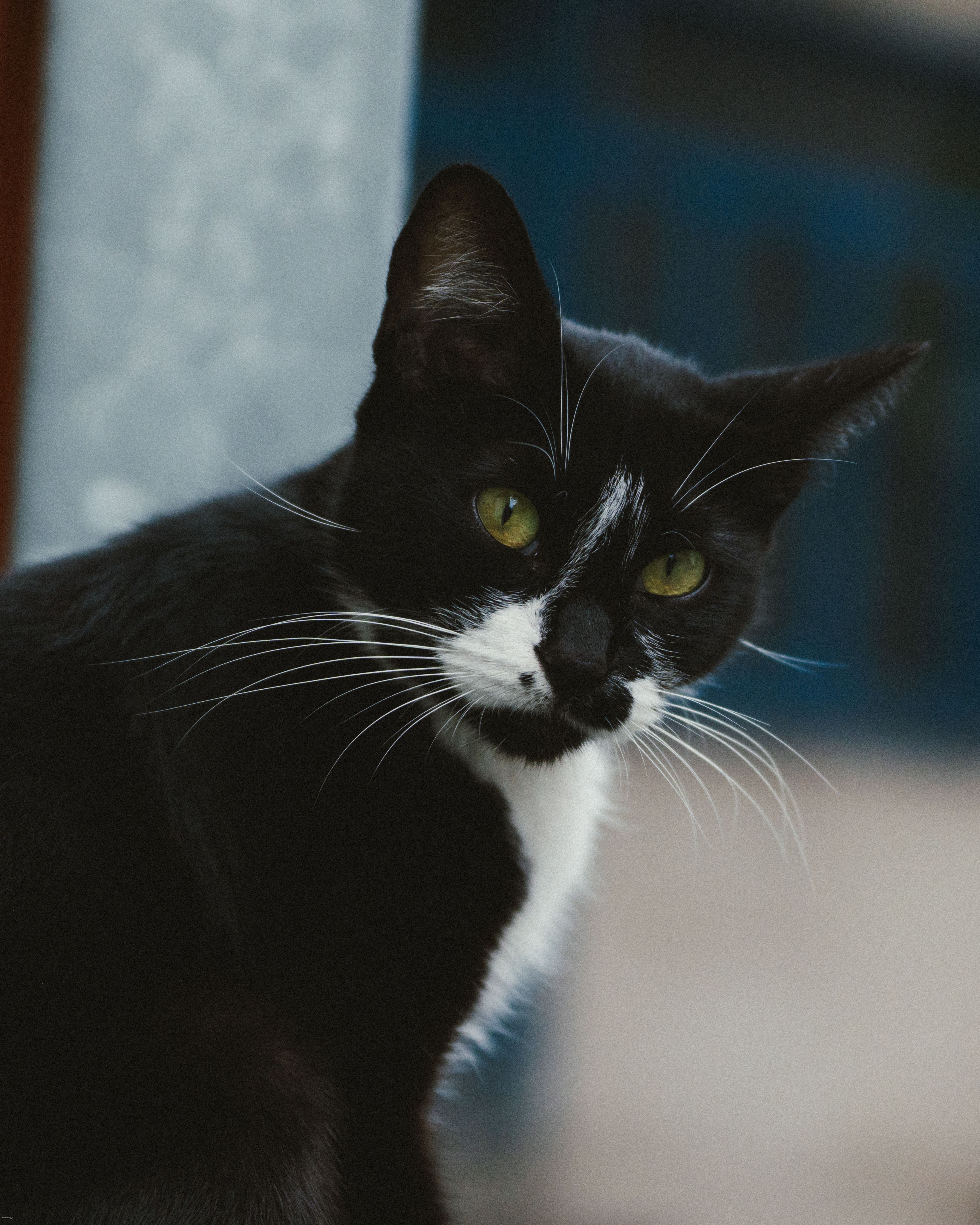 Close-up Portrait of a Black and White Cat Outdoors · Free Stock Photo