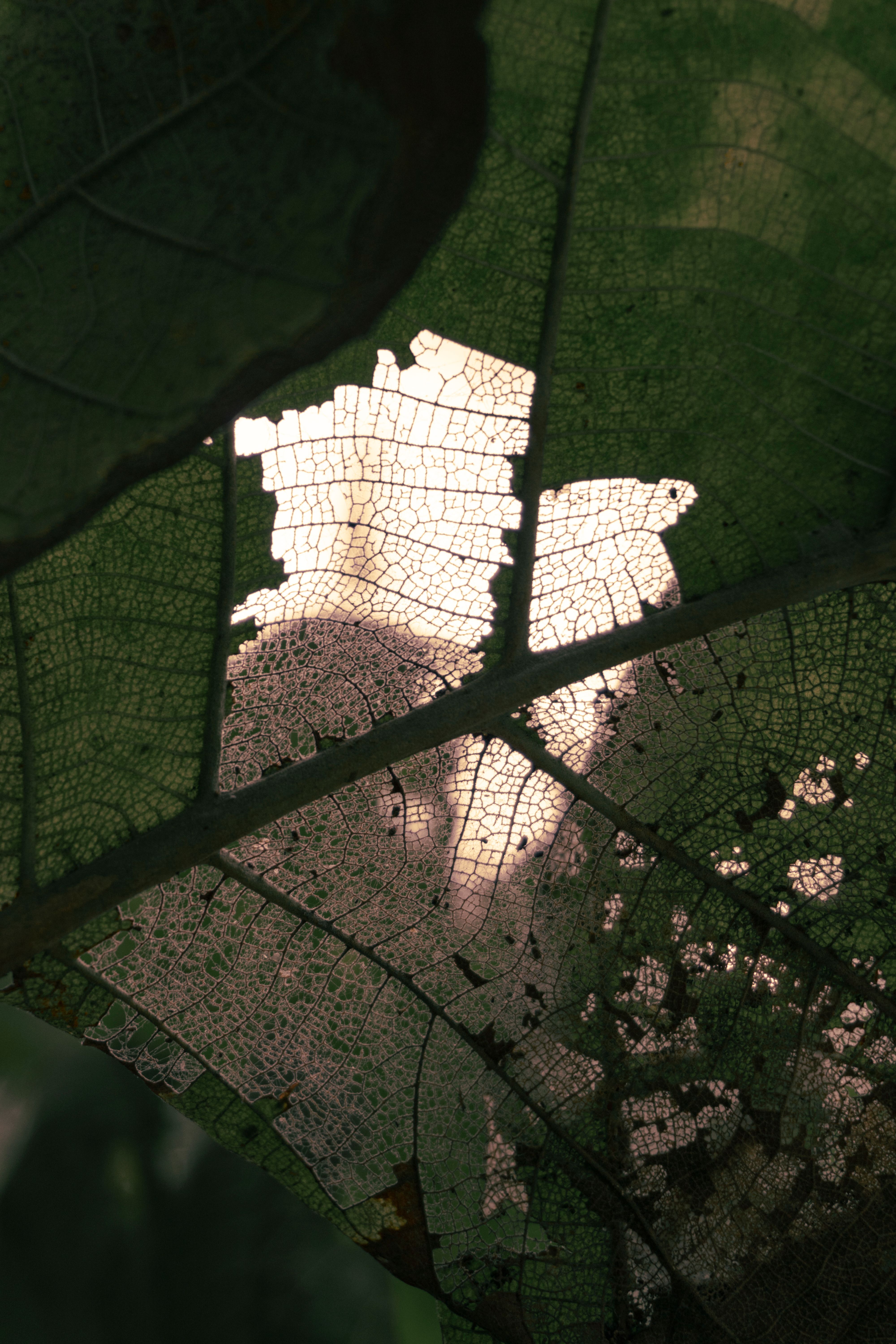 Backlit Leaf with Intricate Vein Patterns · Free Stock Photo