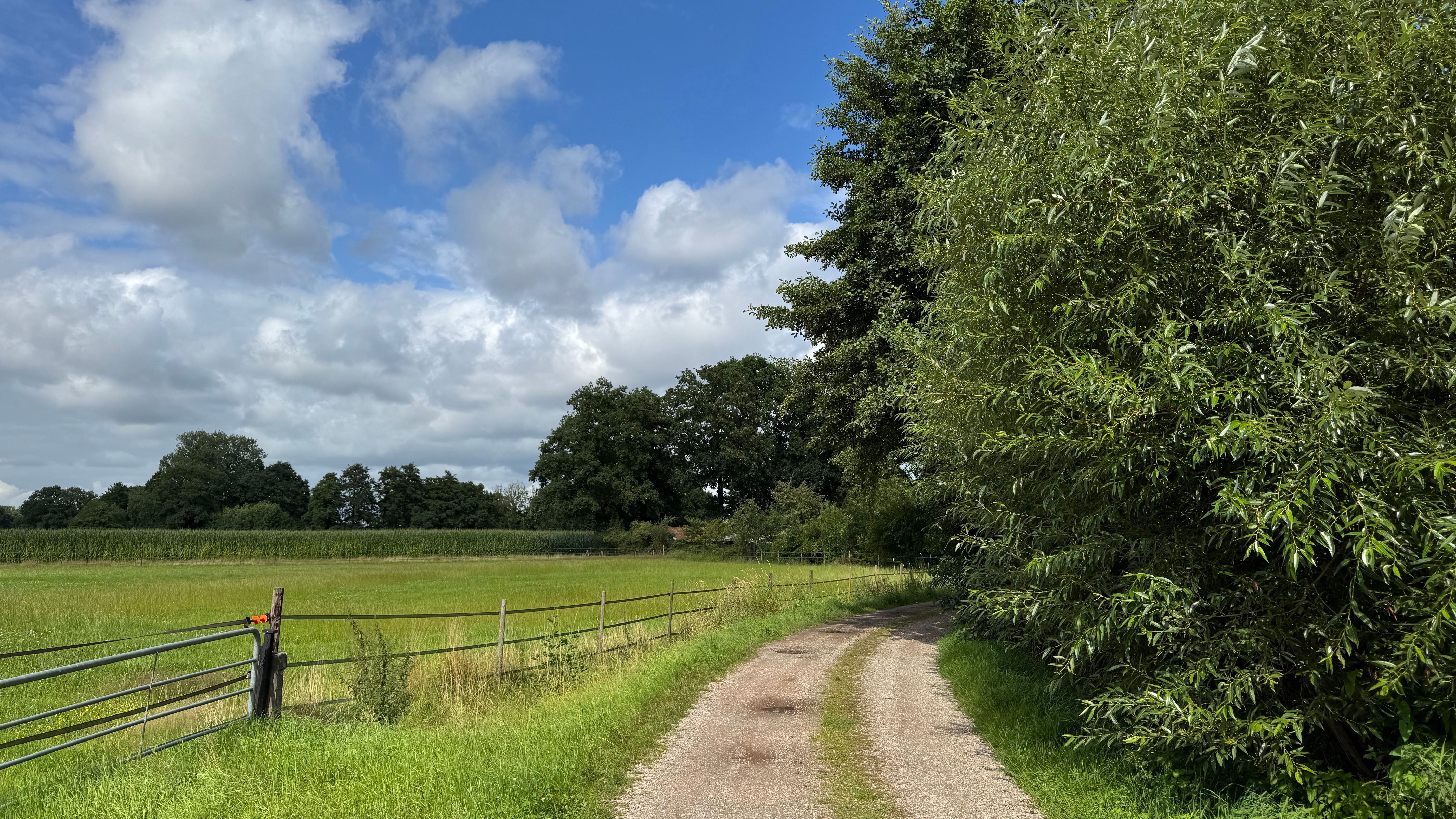 Scenic Rural Pathway Amidst Lush Green Fields · Free Stock Photo