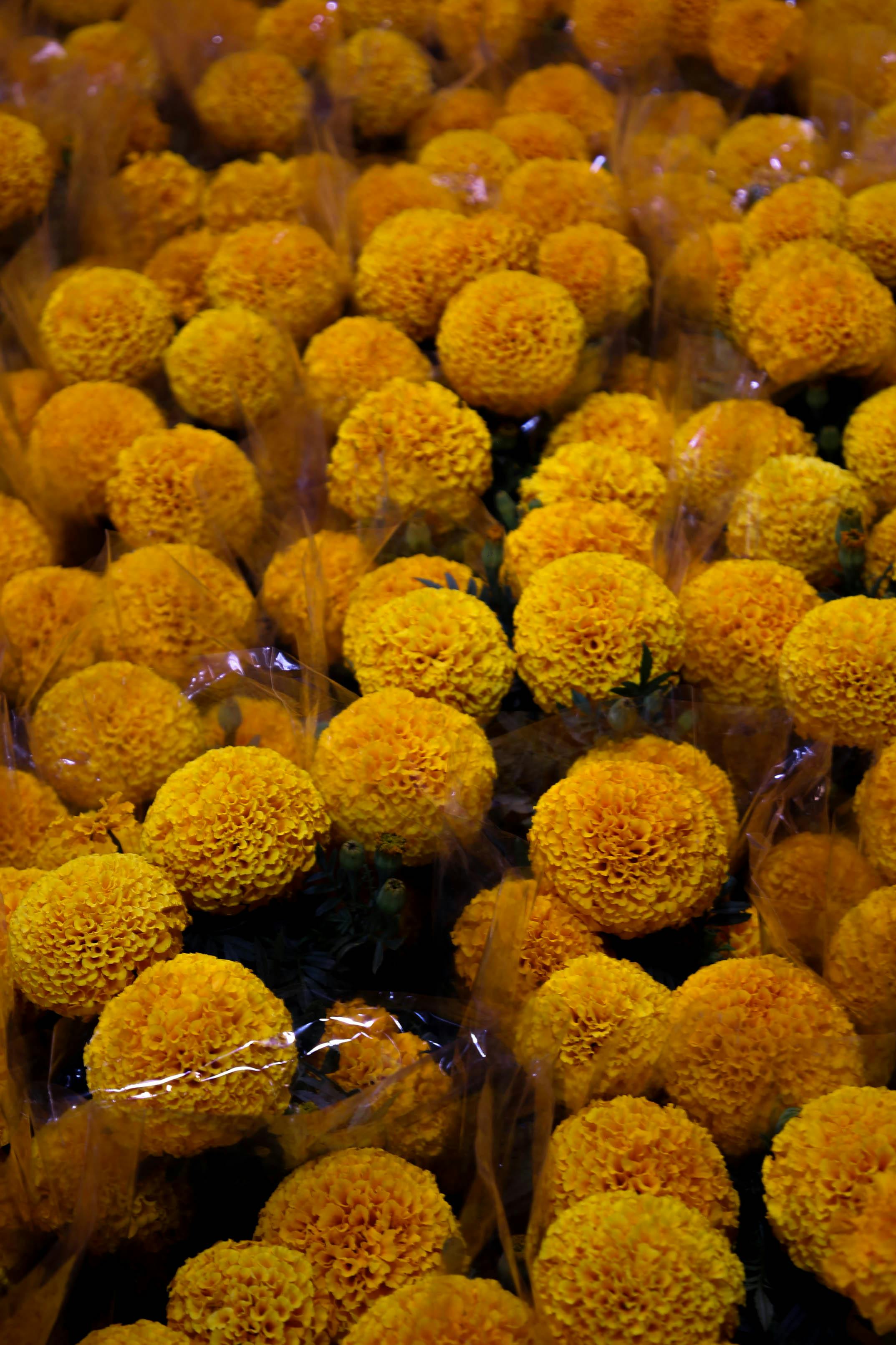 Overwintering Dahlia Tubers: Your Step-by-Step Guide to Digging, Storing, and Replanting for Next Season's Abundant Blooms