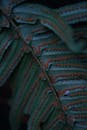 Close-Up of Fern Leaves with Sporangia Patterns