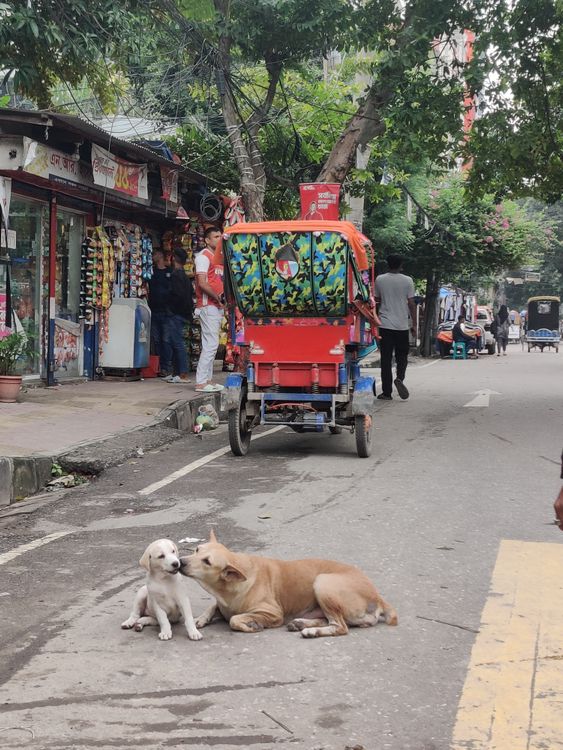 Dog Riding Rickshaw Street Scene with Dogs and Rickshaw in Urban Setting · Free Stock Photo