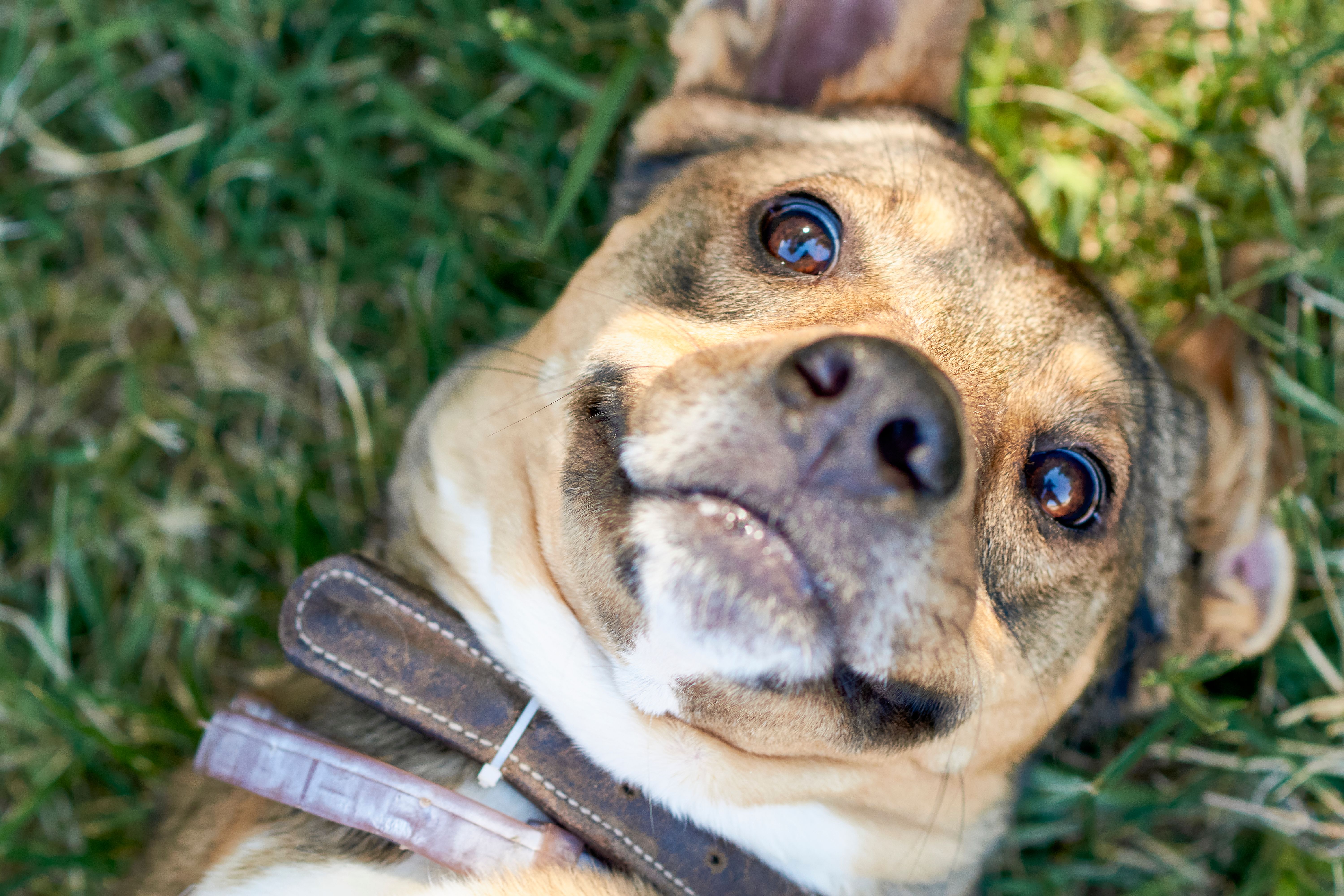 Portrait of a dog at a veterinary clinic
