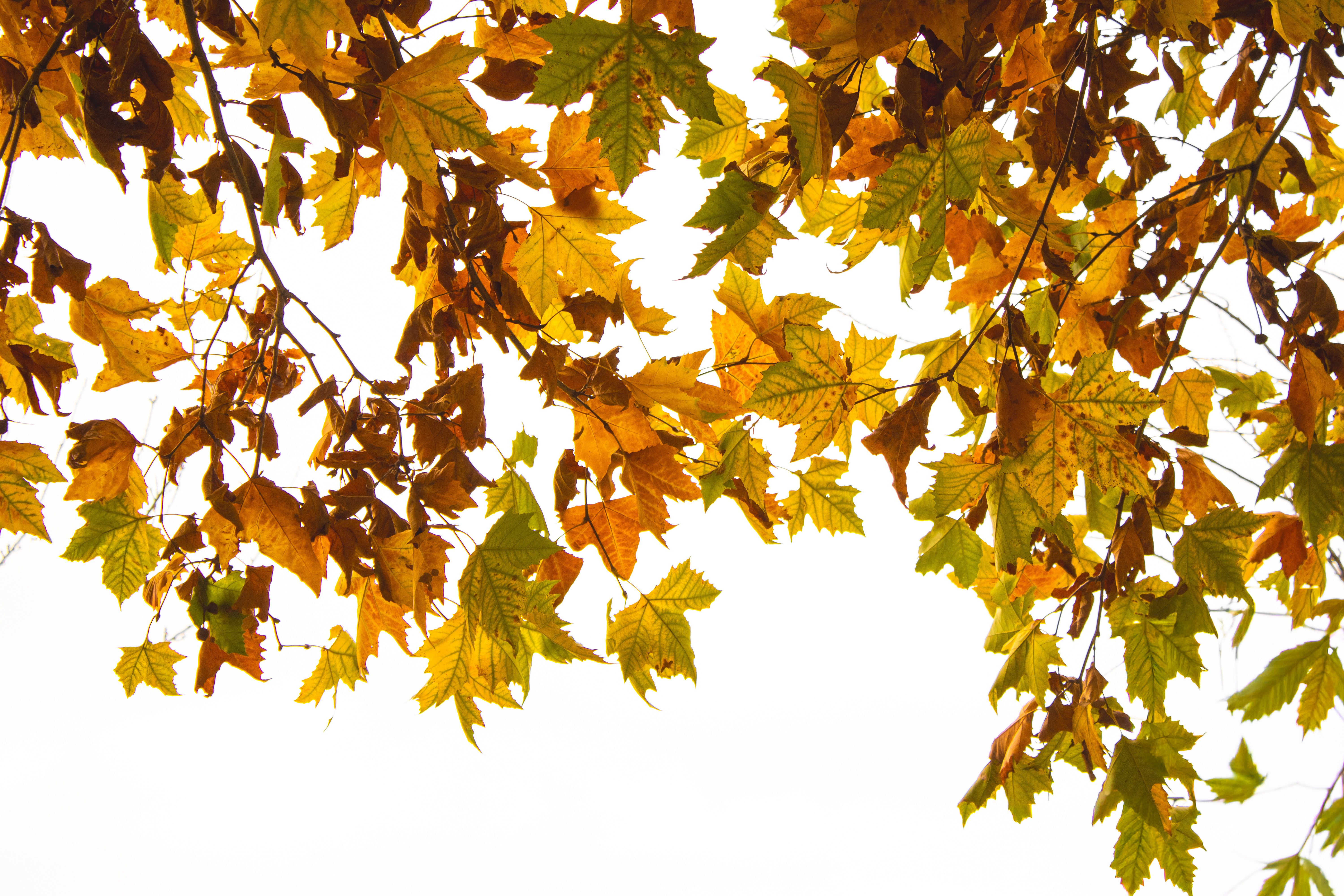 Autumn Leaves Against Clear Sky · Free Stock Photo