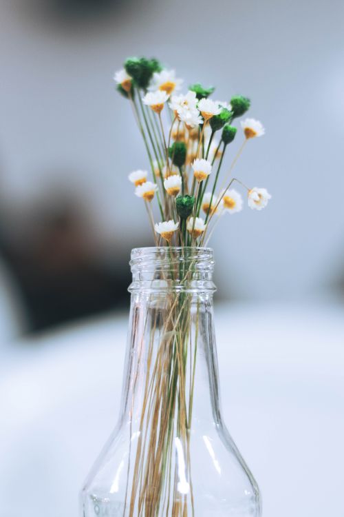 Free A minimalist arrangement of dried white flowers elegantly presented in a glass bottle. Stock Photo