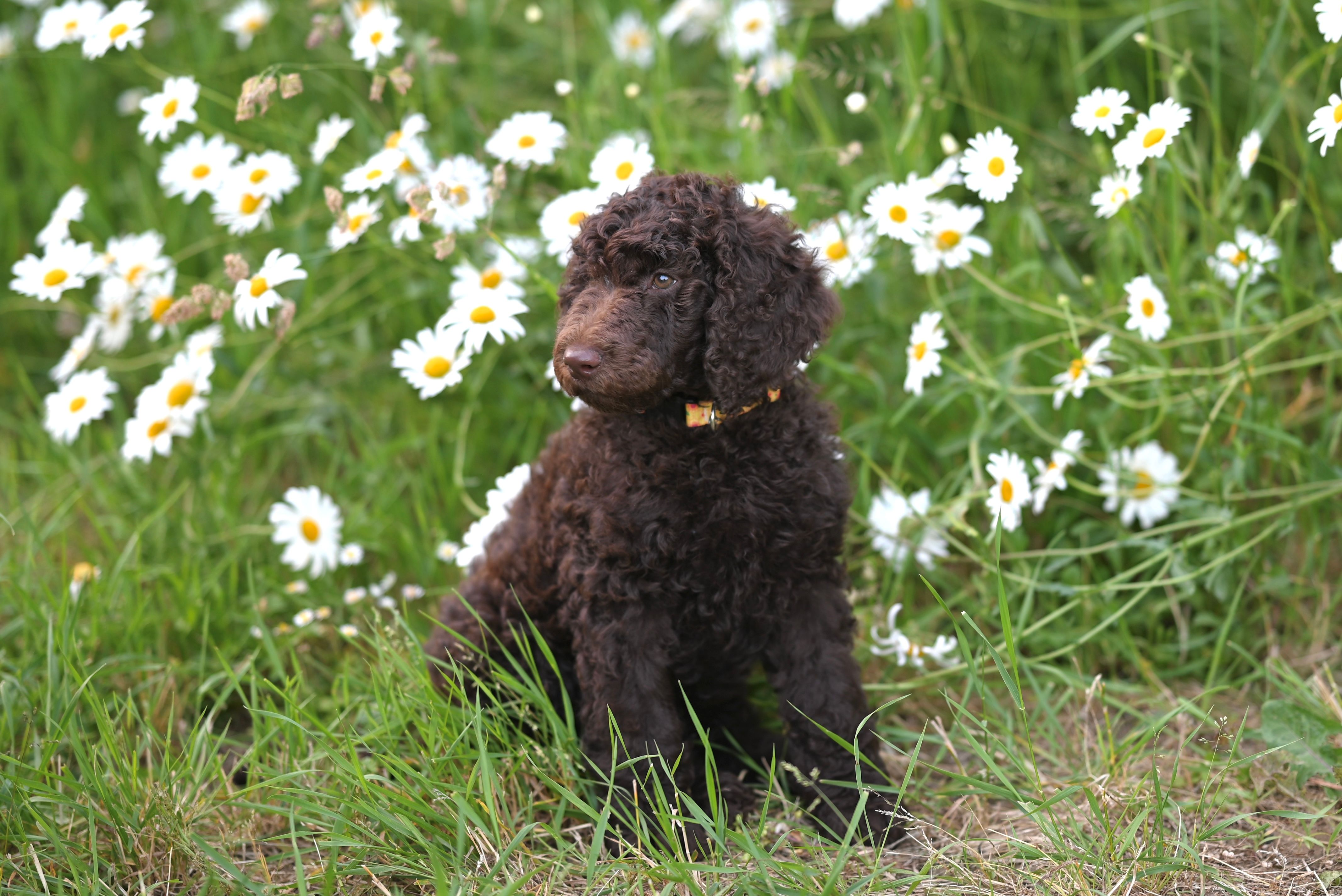 Curly-Coated Retriever