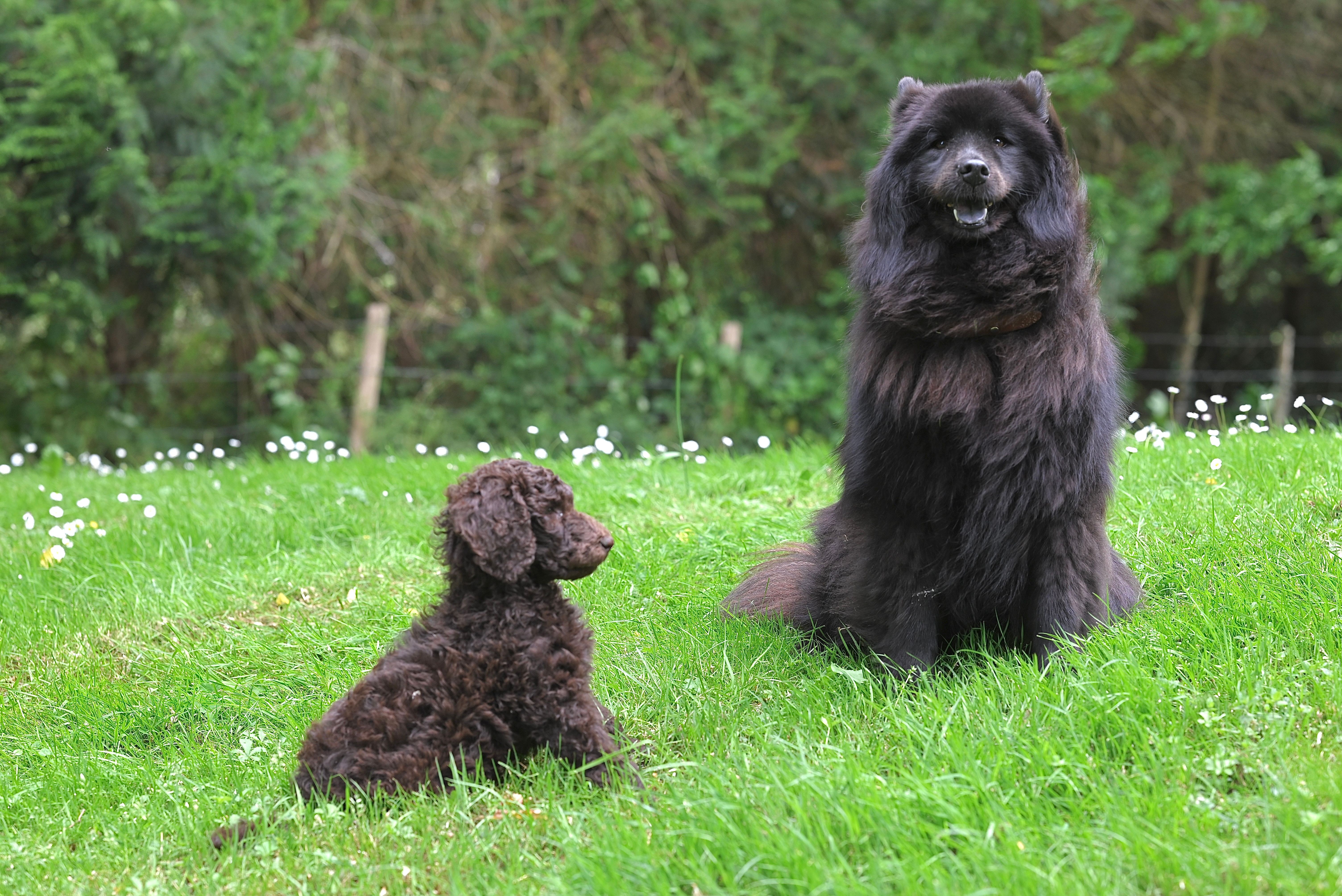Comparaison de deux races de chiens