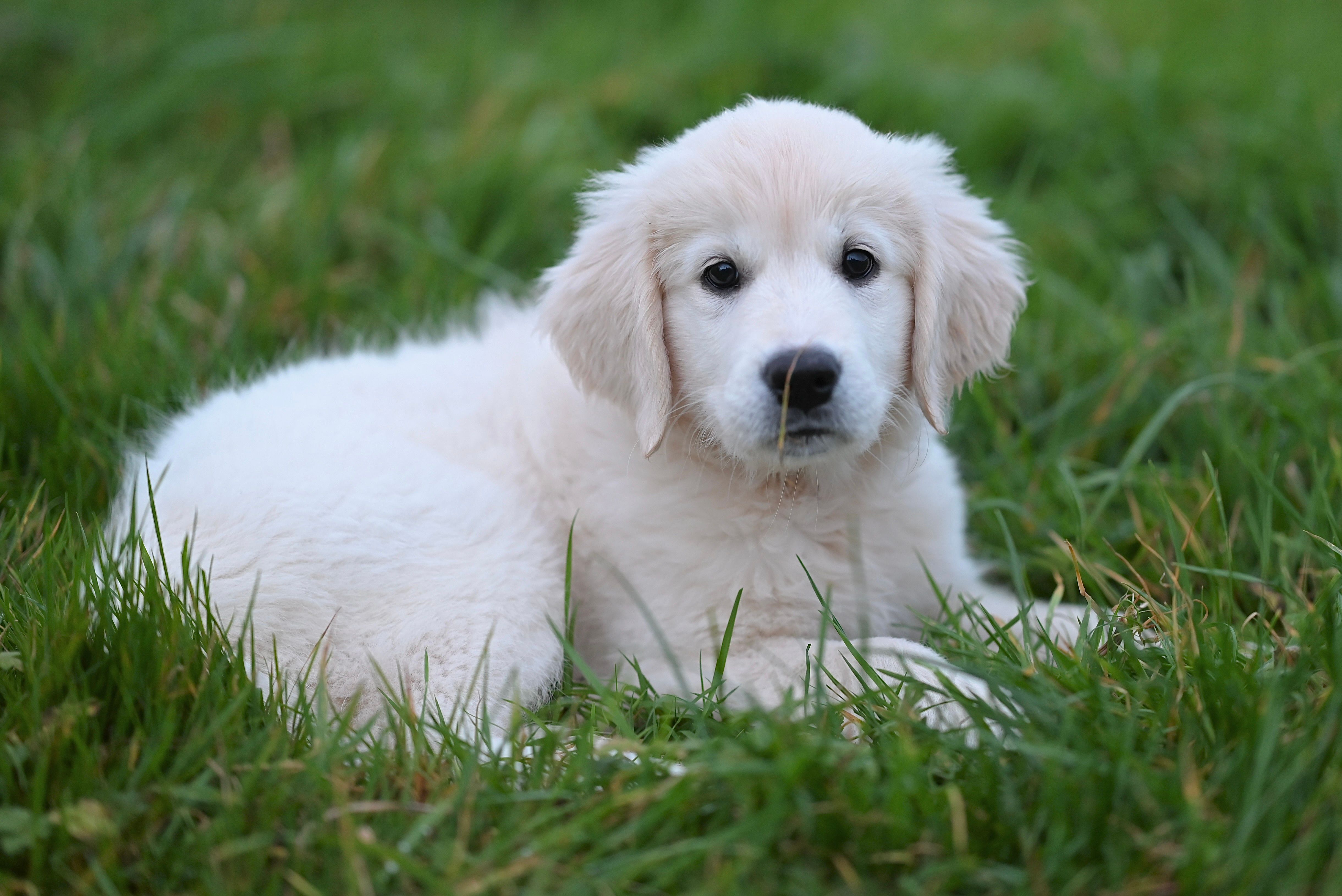Adorable Golden Retriever Puppies for Sale in Quebec City