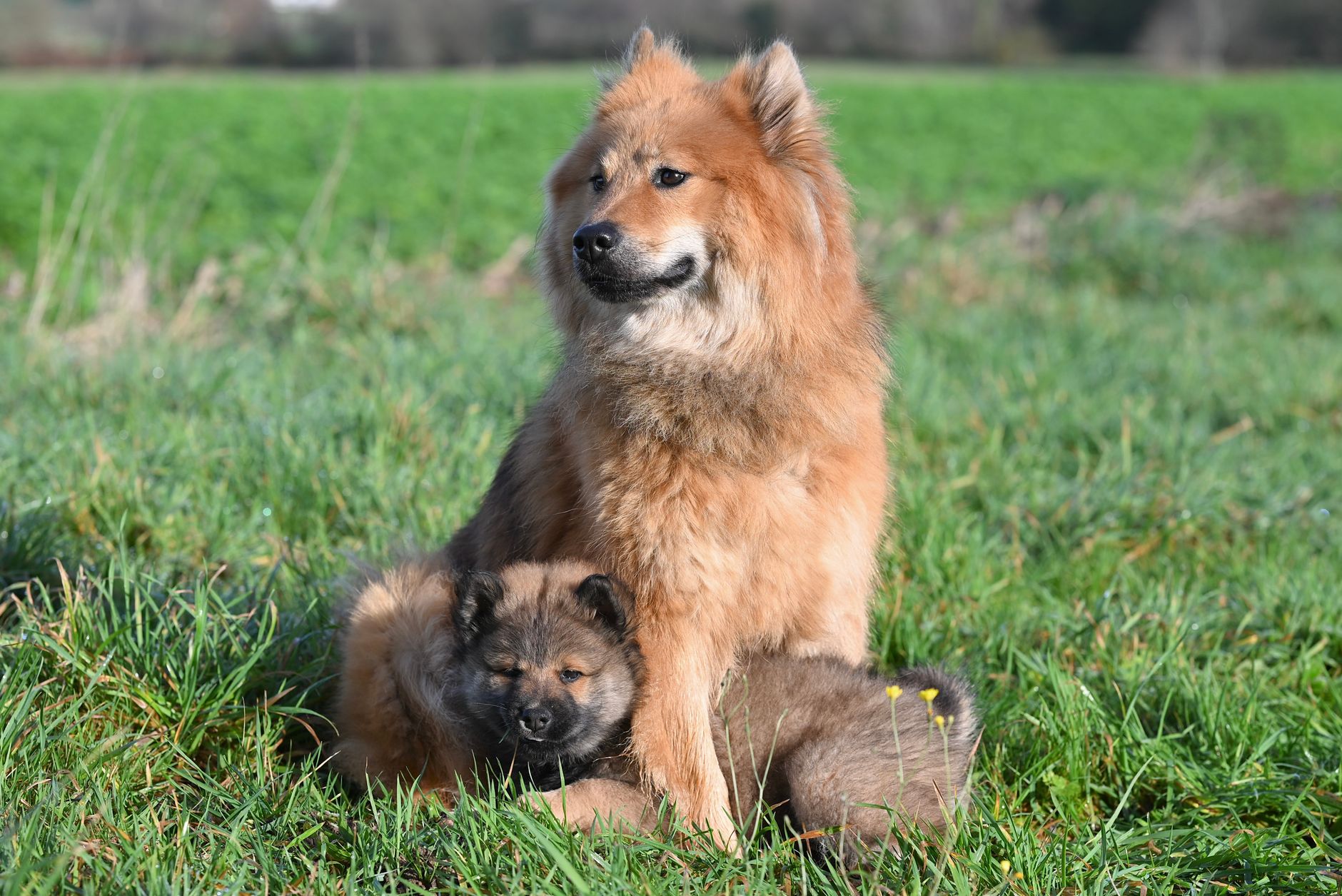 pexels-photo-35276145 Pourquoi mon chien me lèche : le vrai sens d'un geste qu'on comprend mal