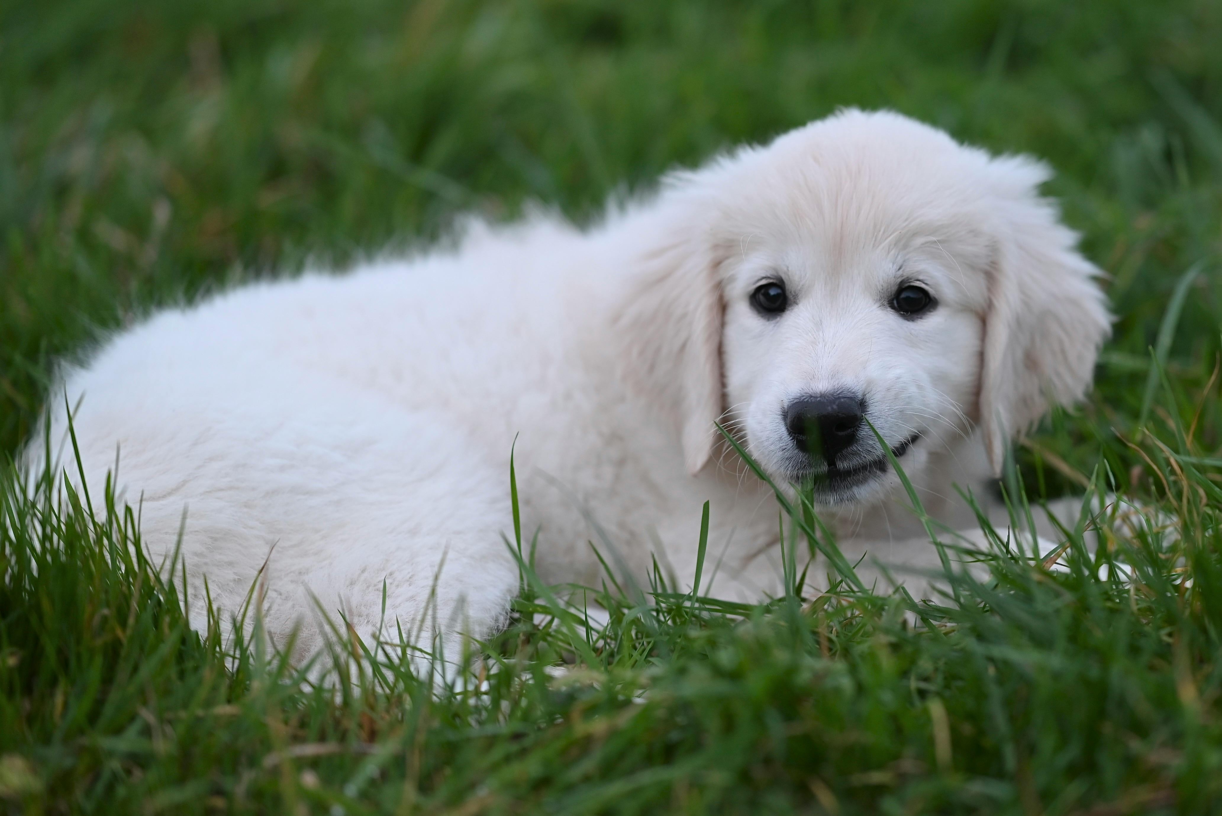 A cute Golden Retriever puppy laying in the grass, looking content and playful.