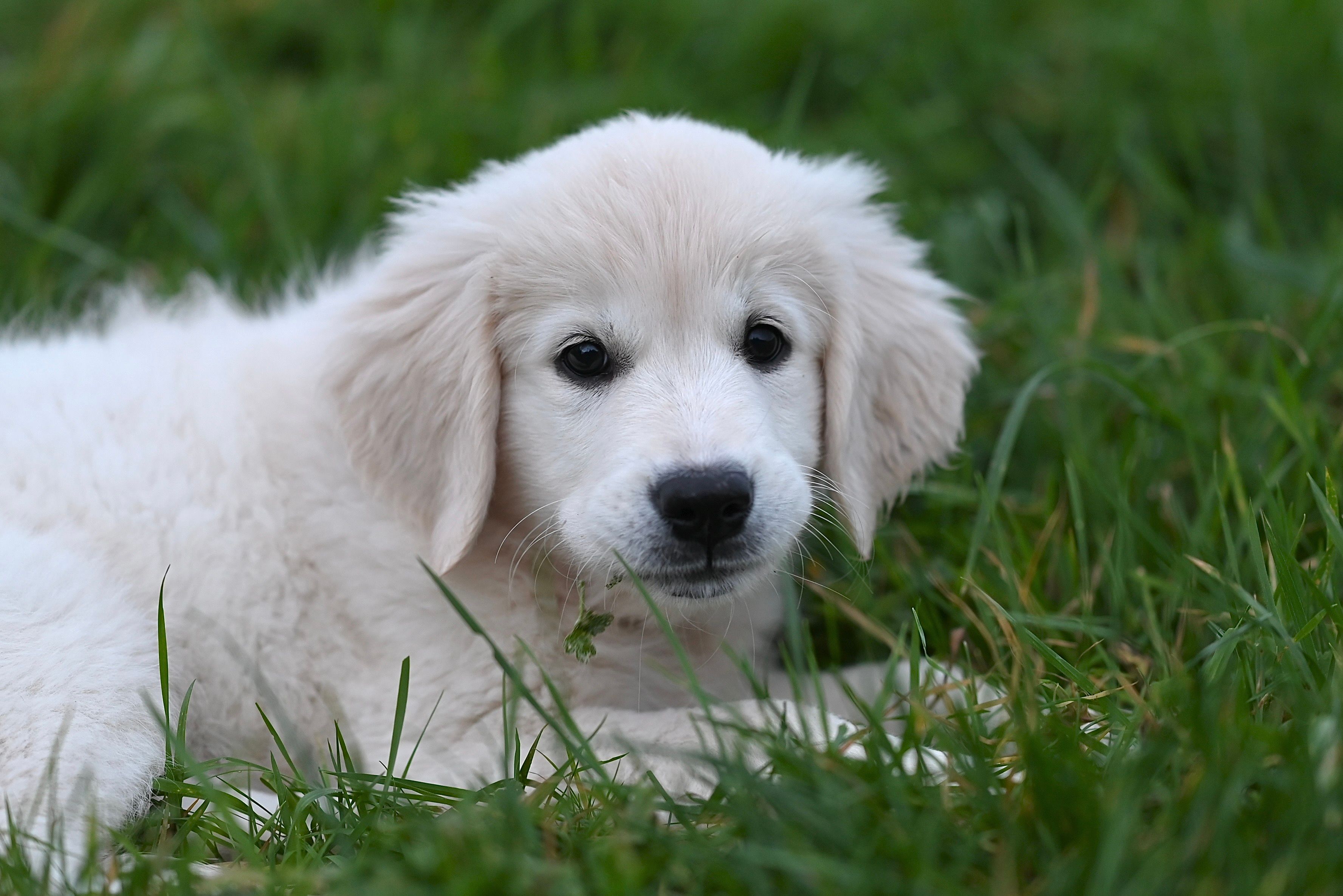 Een crème-kleurige golden retriever pup ligt in het gras