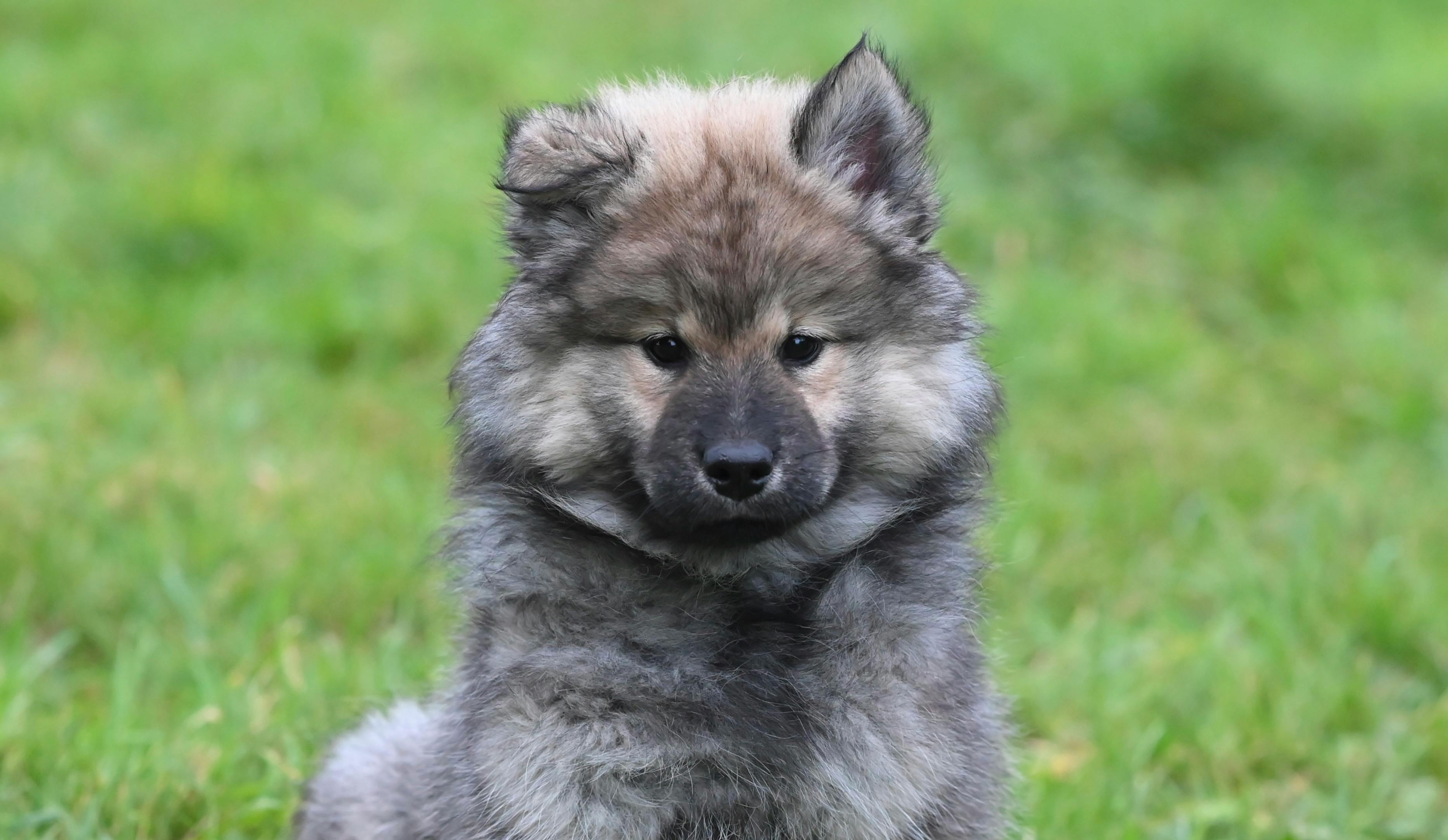 Pet care: Solving puppy tooth troubles and grooming gaffes — Photo by JacLou- DL on Pexels