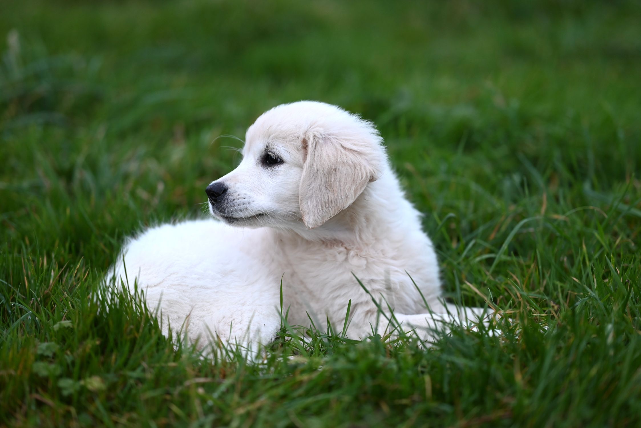 Adorable Golden Retriever Puppy in Lush Grass · Free Stock Photo