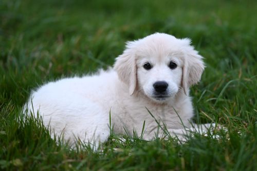 Free Cute white puppy on grass, perfect for pet-related content. Capture love and companionship with this fluffy dog photo. Stock Photo