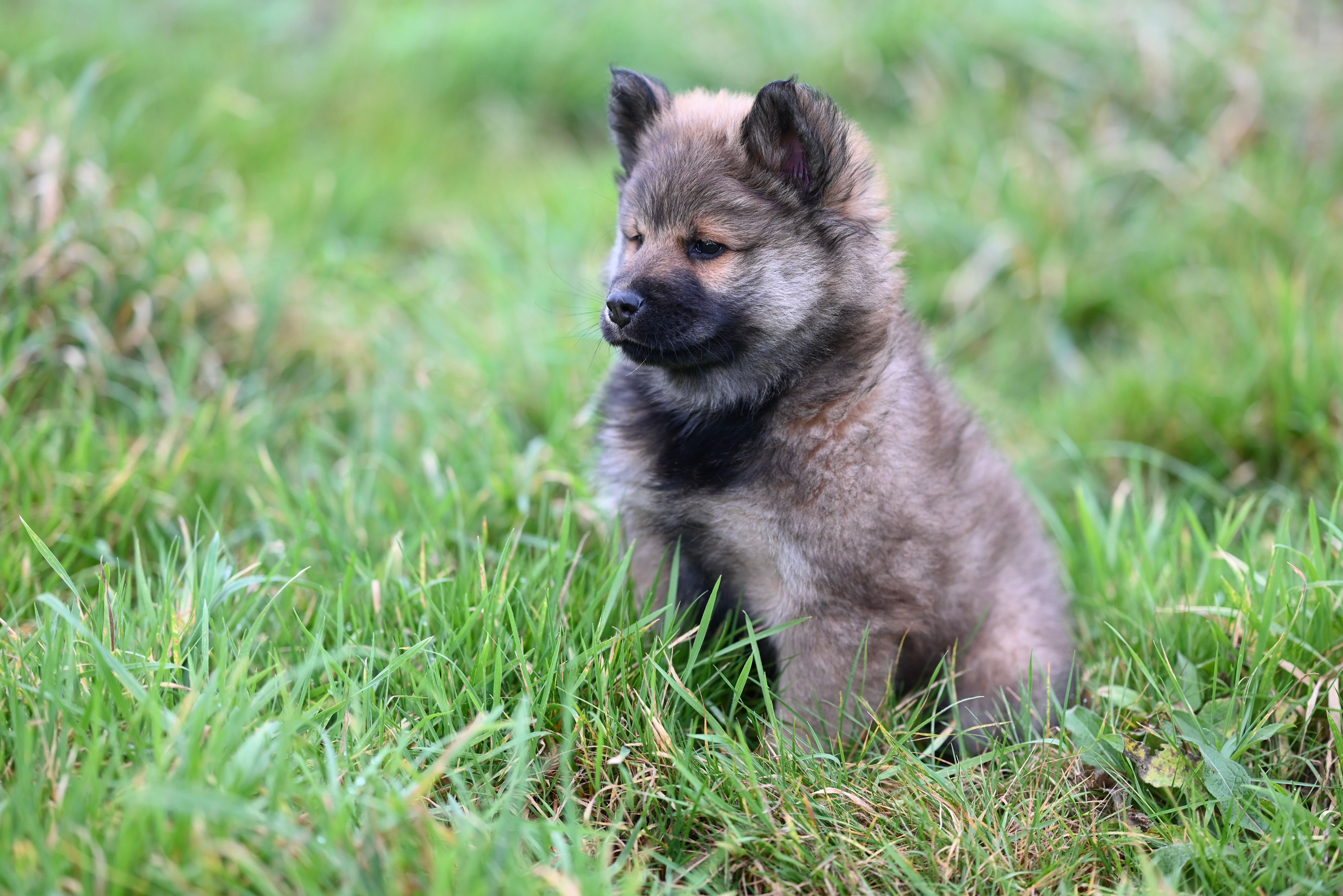 Adorable Fluffy Puppy Sitting in Lush Green Grass · Free Stock Photo