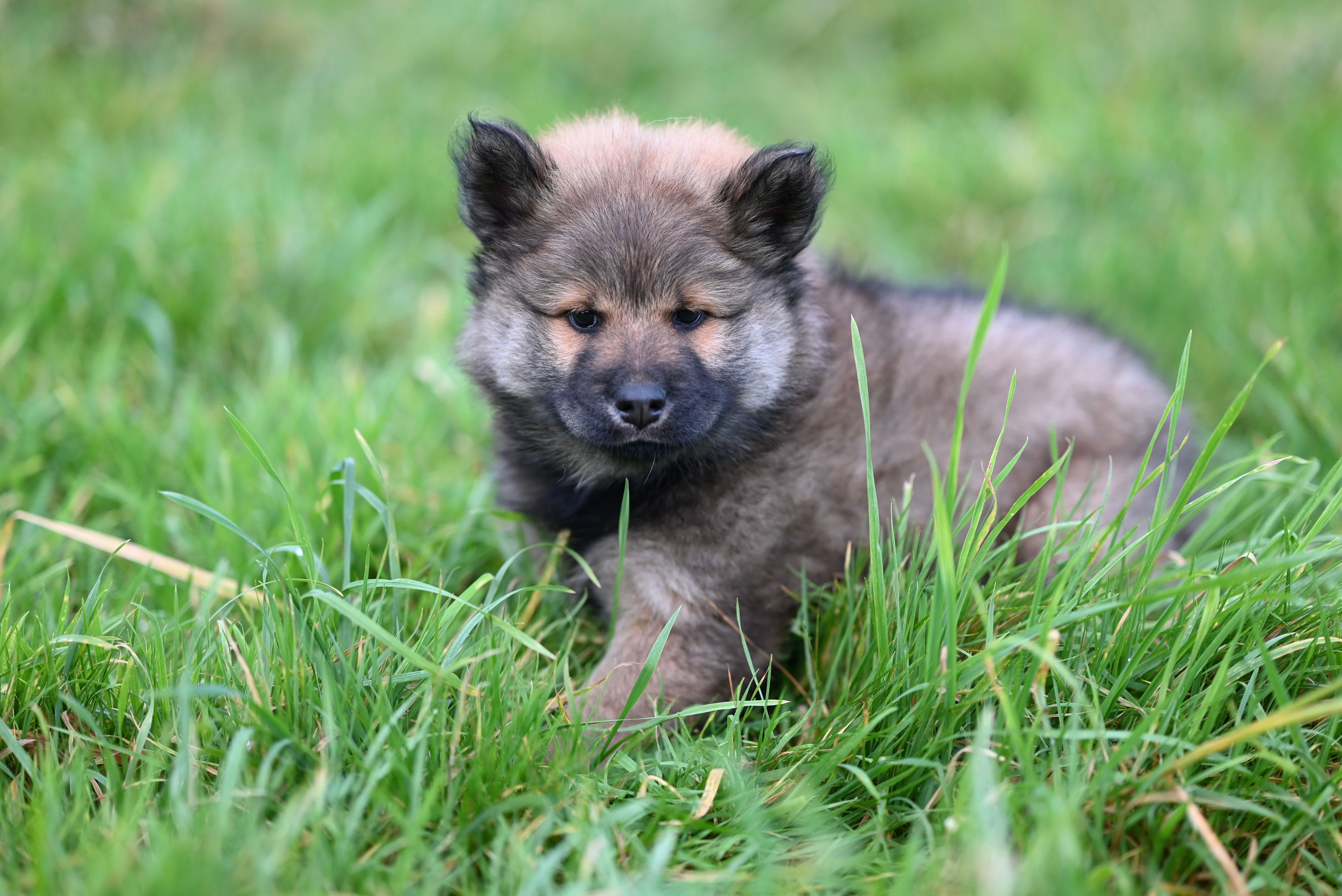 Adorable puppy in lush green grass outdoors · Free Stock Photo