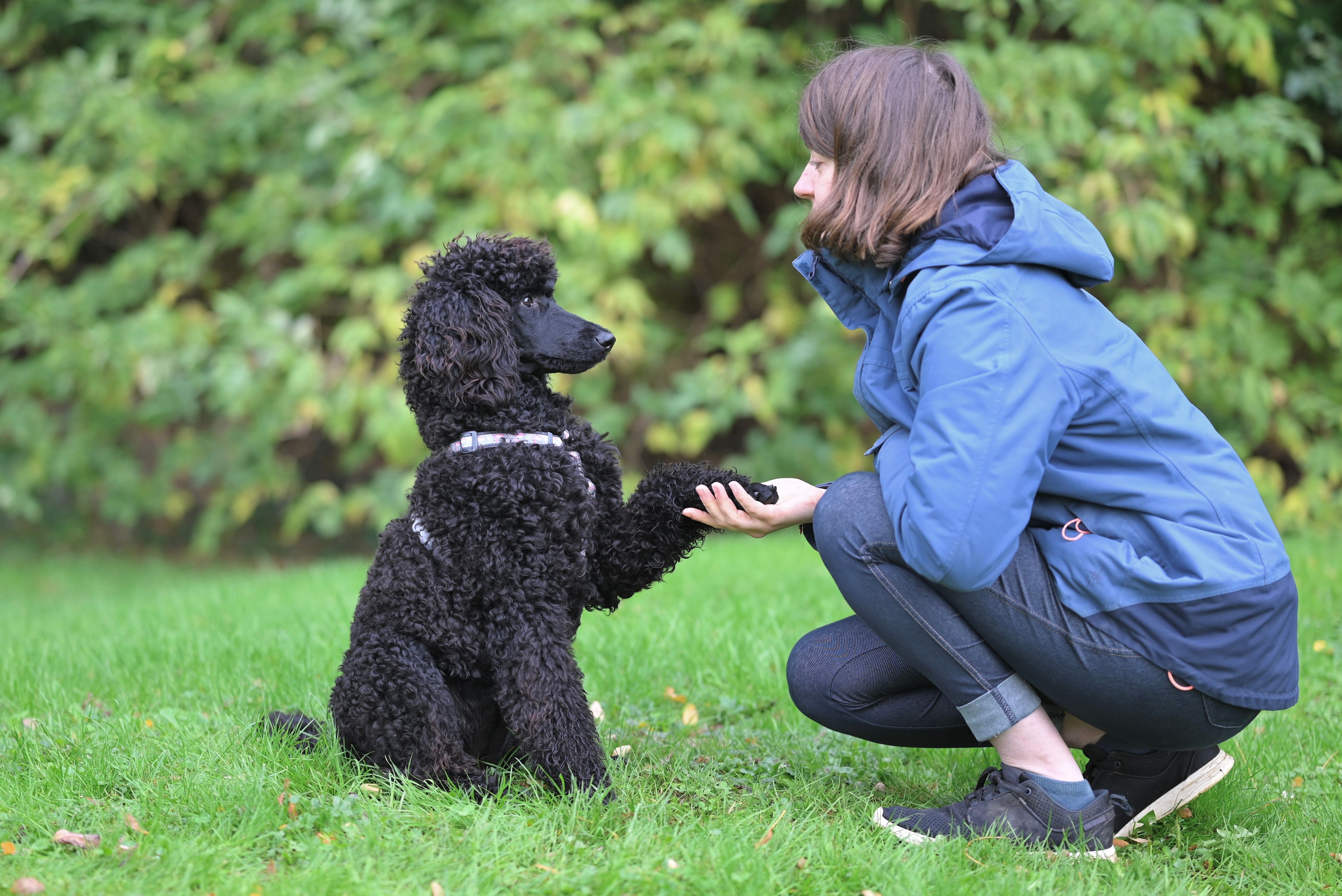 Hill's Pet Nutrition launches combination therapeutic diet supporting weight loss and mobility in cats — Photo by JacLou- DL 