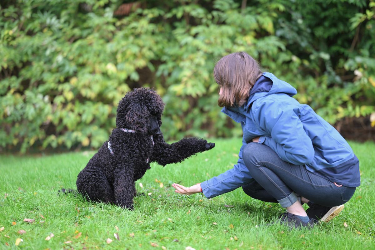 Dog running happily outdoors after responding to its owner