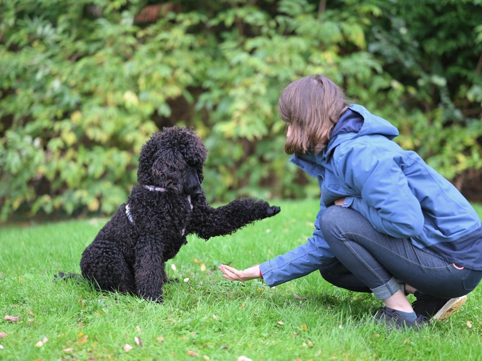 Adestradora agachada na grama cumprimentando um poodle preto que dá a pata