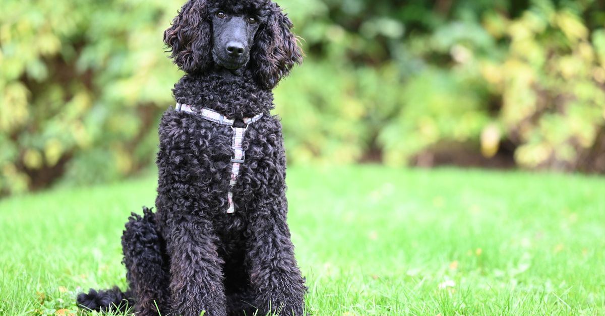Beautiful black poodle dog with curly fur sitting on a green lawn in a garden.