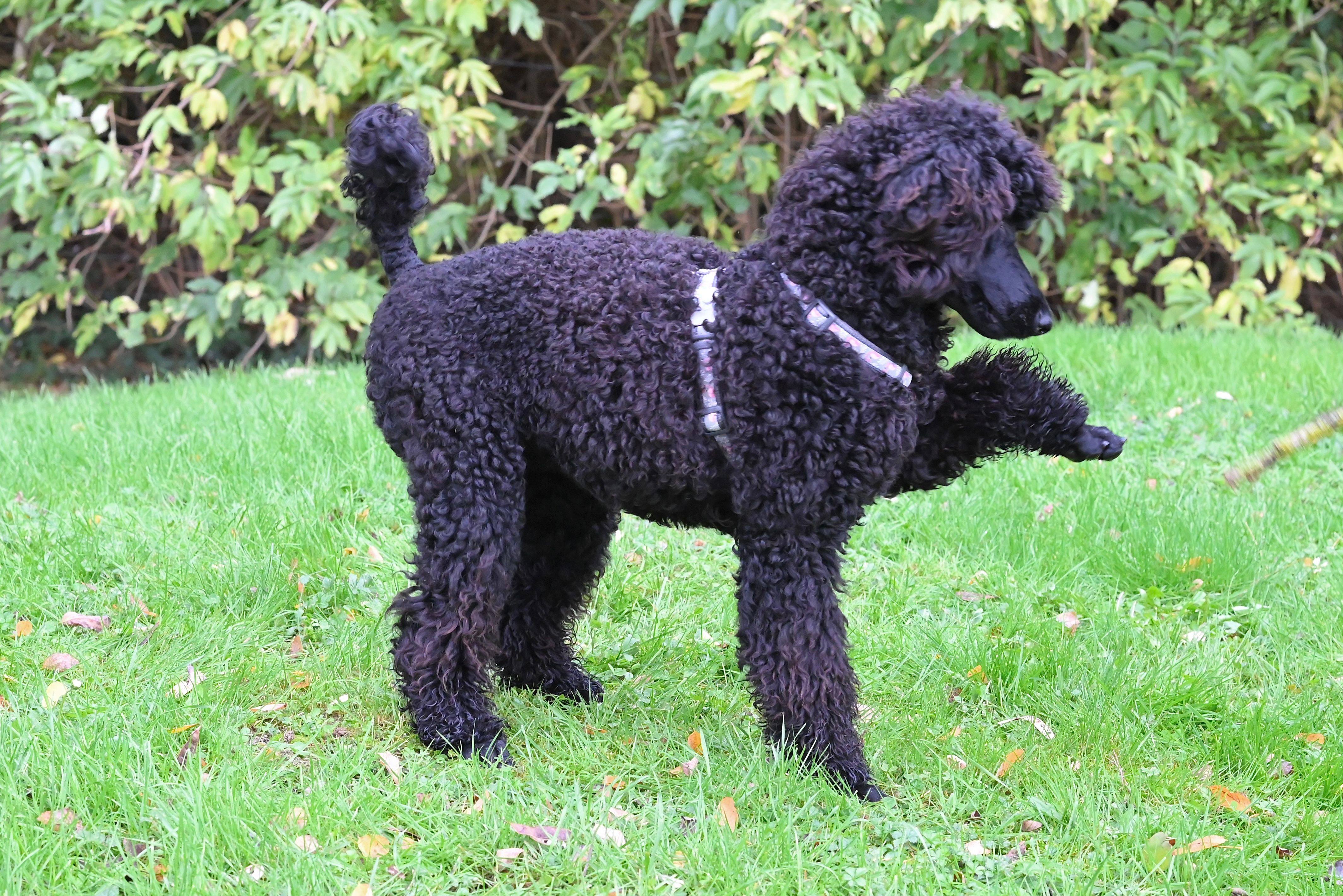 Elegant Black Poodle Posing on Green Grass · Free Stock Photo