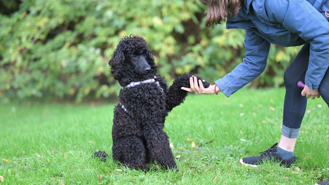 In-Home Dog Training: When It's Worth the Cost