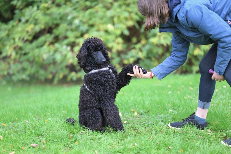 Sahibiyle tokalaşır gibi pati veren siyah bir poodle