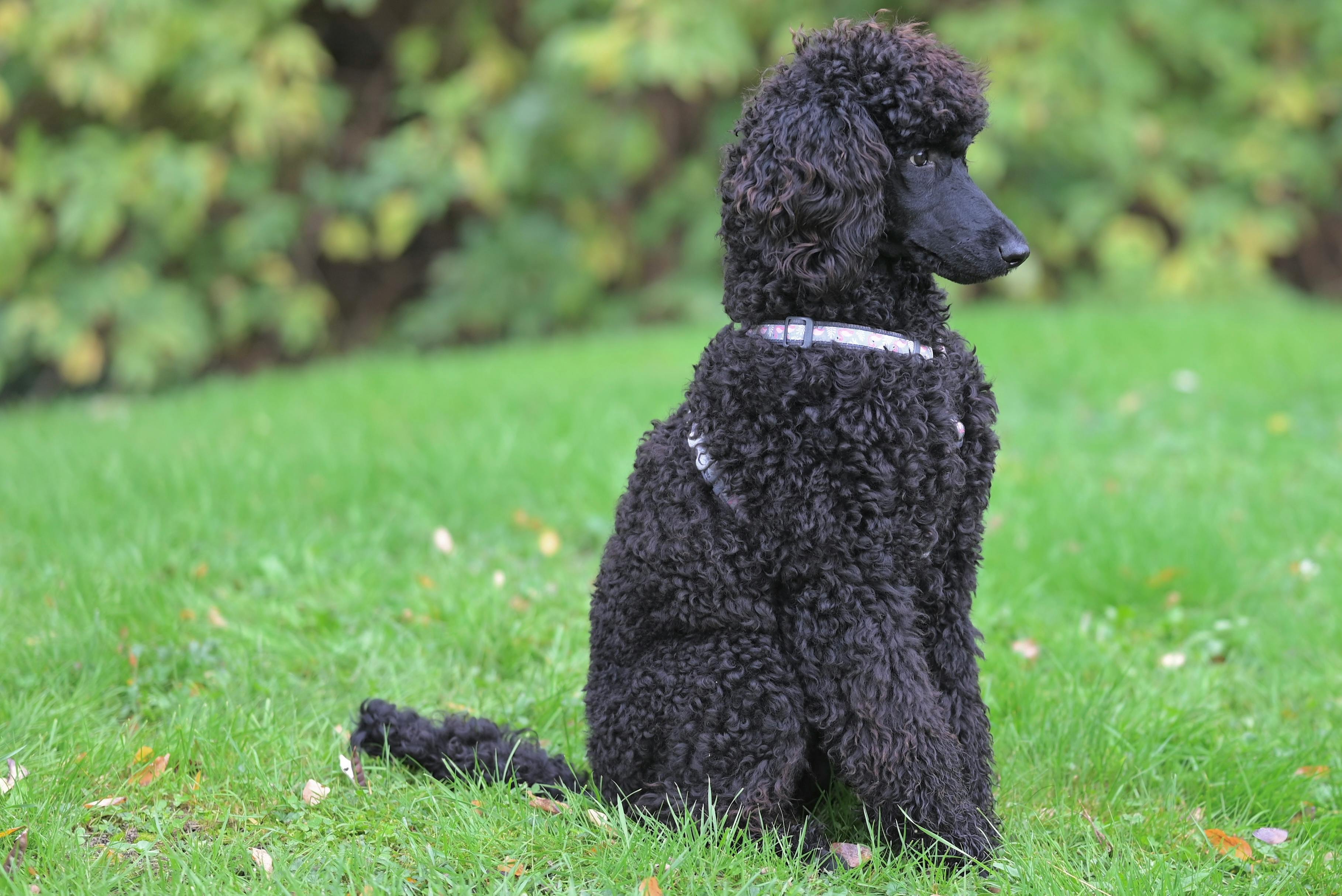 Gratis Un maestoso barboncino nero seduto in un parco verde, che mette in mostra il suo pelo riccio e il suo profilo elegante. Foto a disposizione