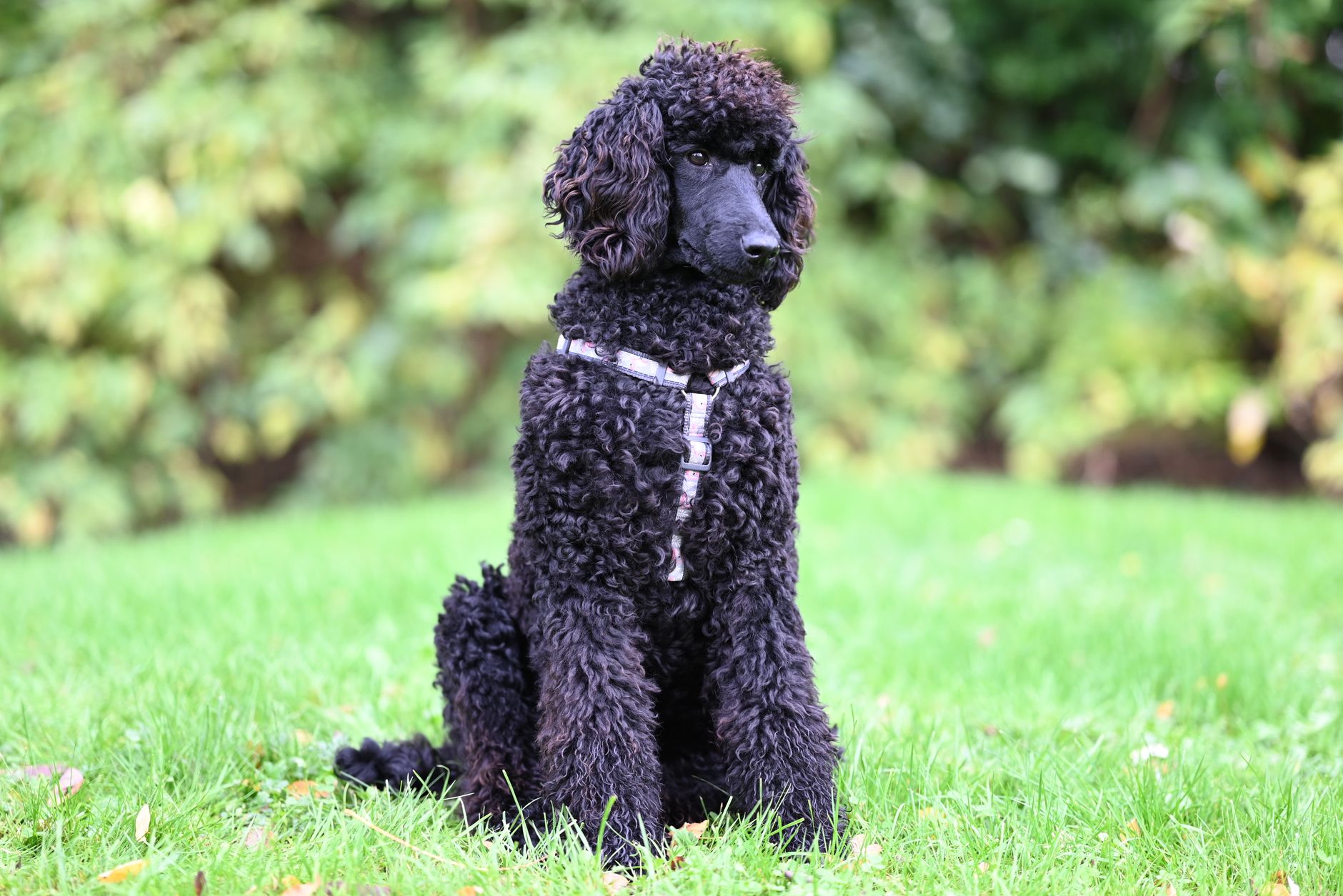 Intelligent Poodle Stubbornness
