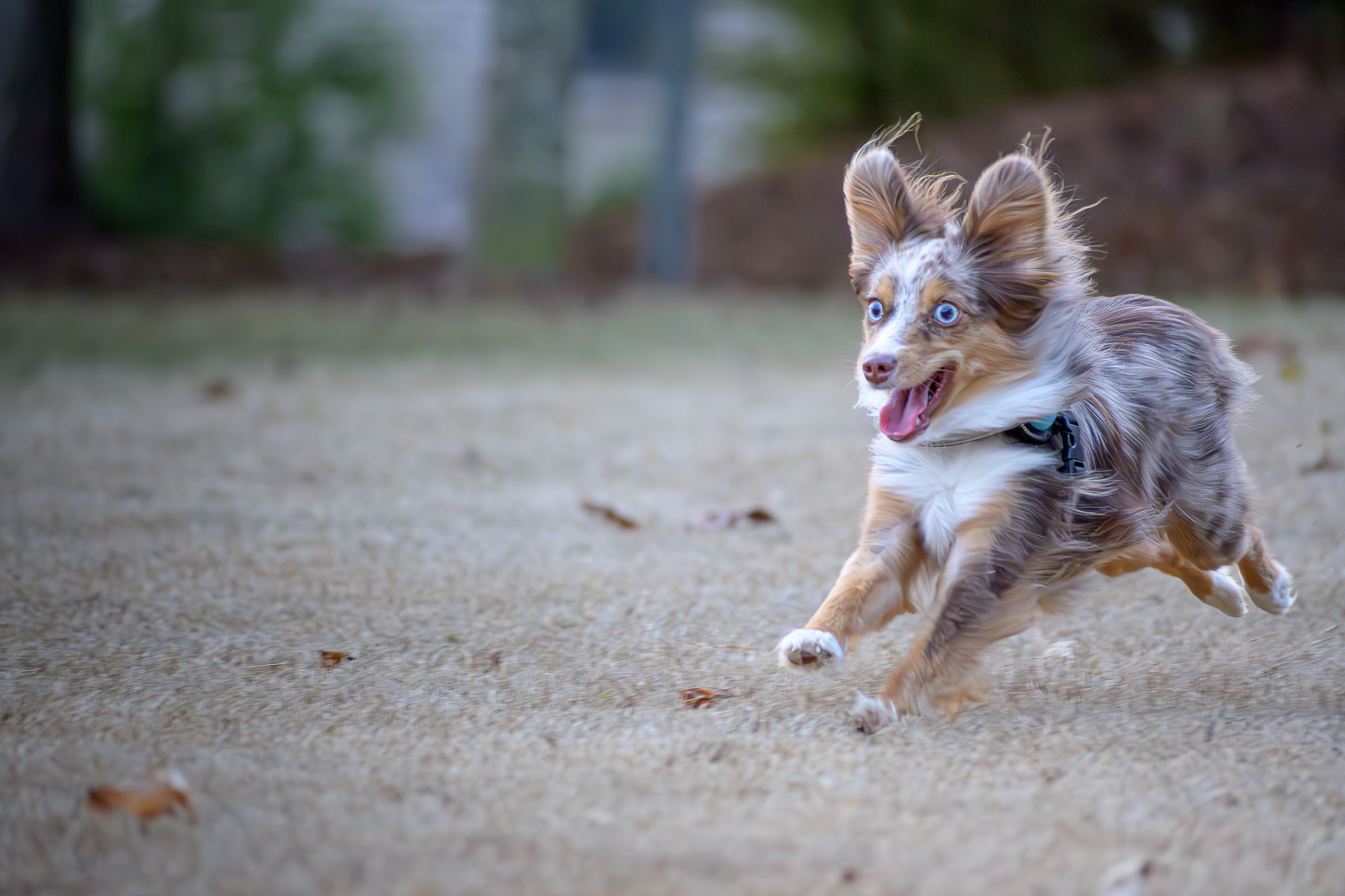 A playful Australian Shepherd with blue eyes dashes energetically across a field.
