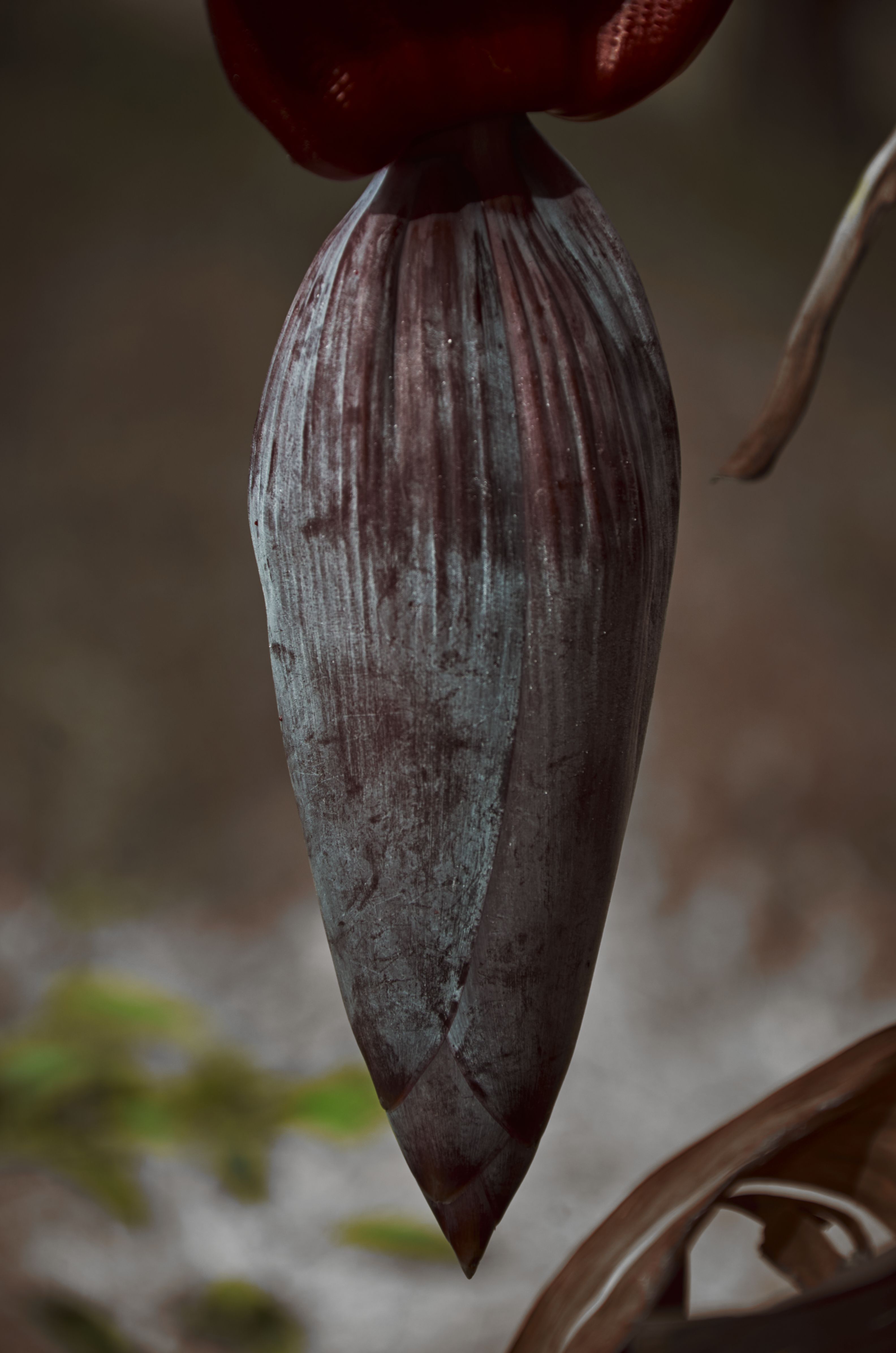 Detailed view of a banana blossom hanging outdoors with soft natural lighting.
