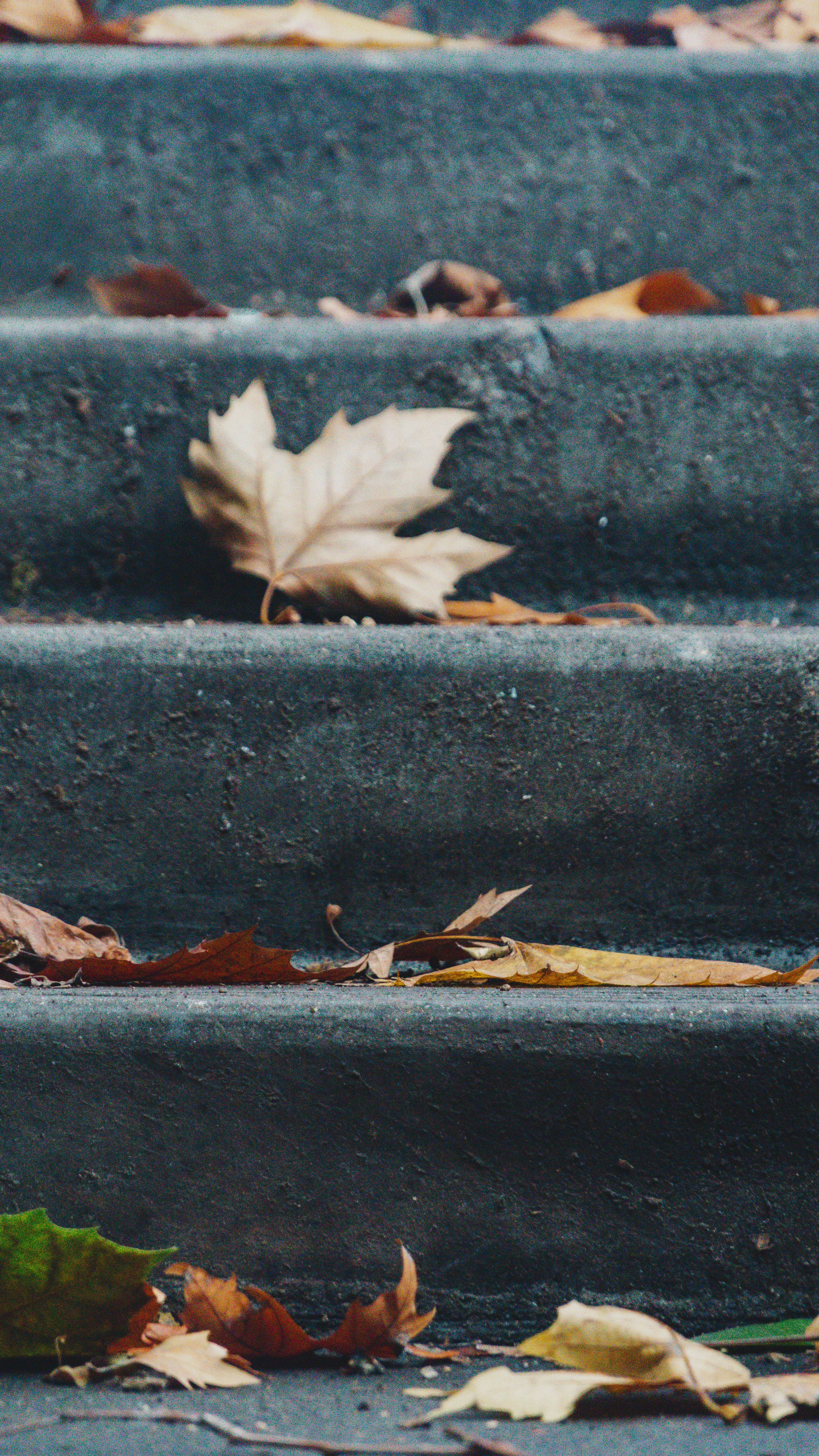 Close-up of fallen autumn leaves on stone steps, capturing the essence of fall.