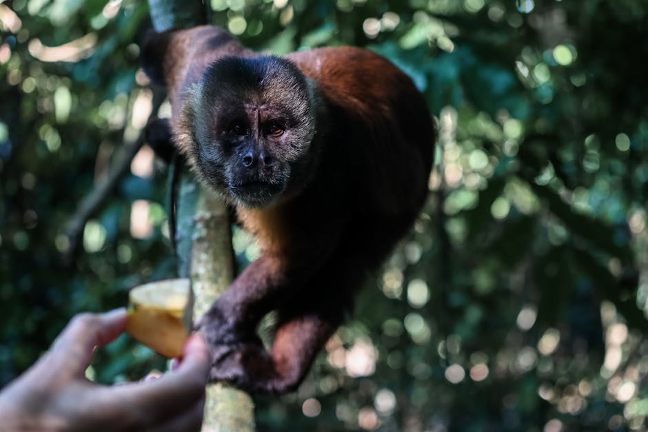 Suínos em ambiente de criação, destacando a nutrição animal na suinocultura de ciclo completo.