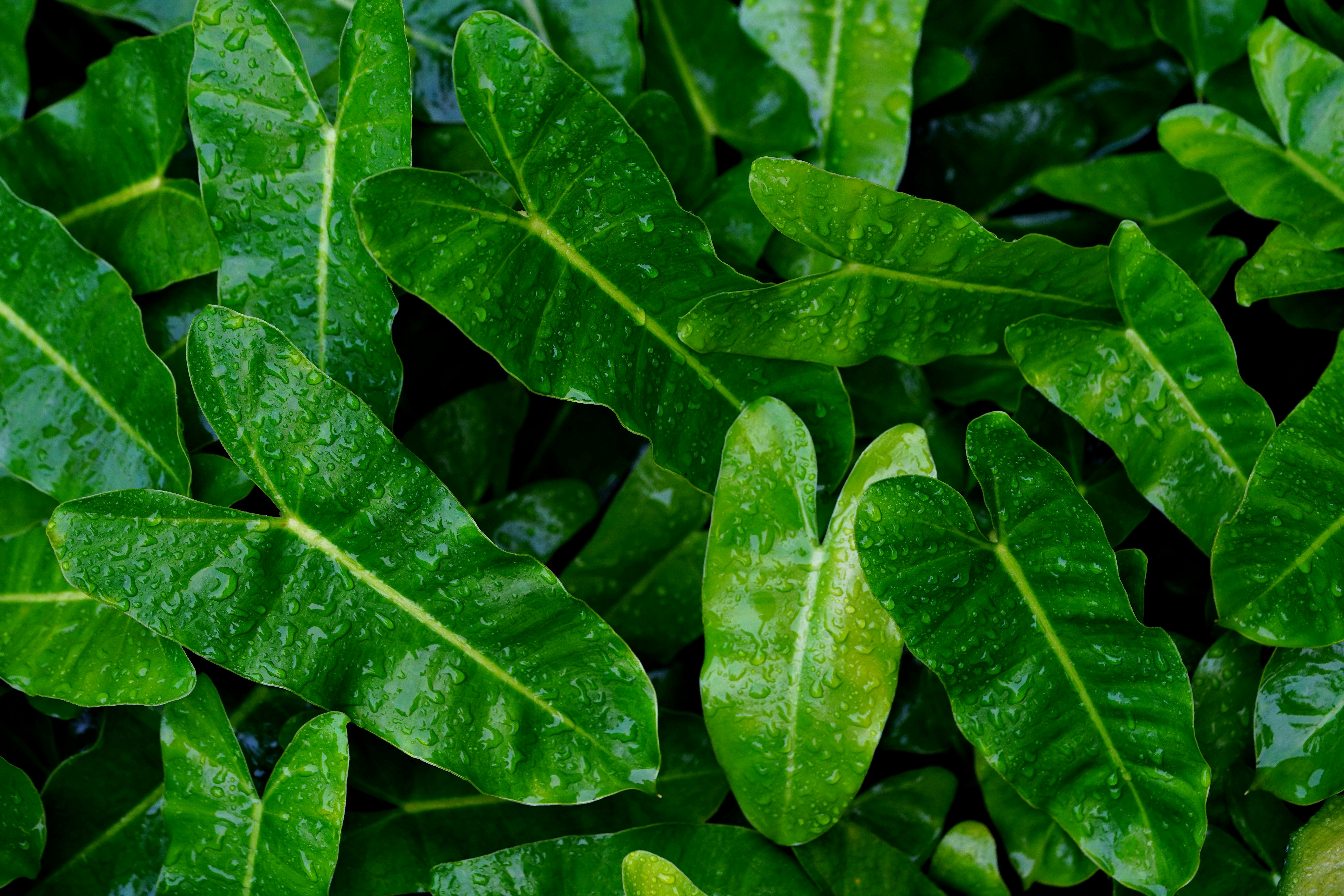 Chuva de verão atrapalhando a mudança