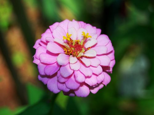 Free Close-up of a vivid pink zinnia flower in full bloom during summer, captured in natural sunlight. Stock Photo