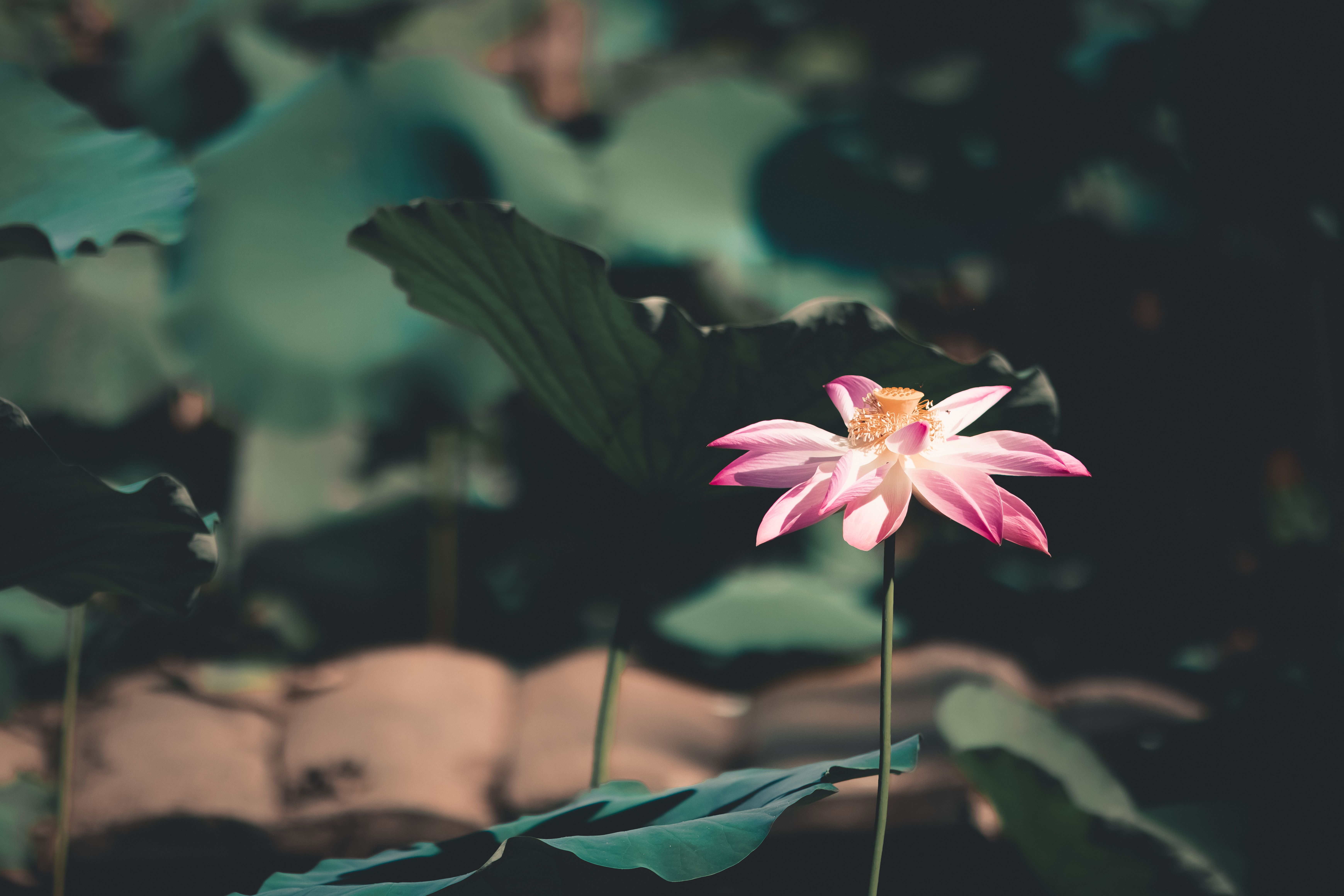 Aesthetic Pink Pfp Photos, Download The BEST Free Aesthetic Pink Pfp ...