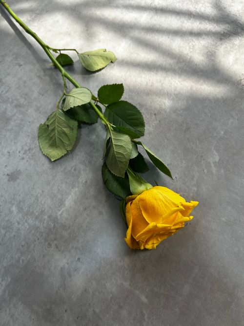 Free Vibrant yellow rose with shadows on a gray concrete background. Stock Photo