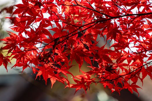 Close-up of vivid red Japanese maple leaves against a blurred background in Kyoto, Japan.