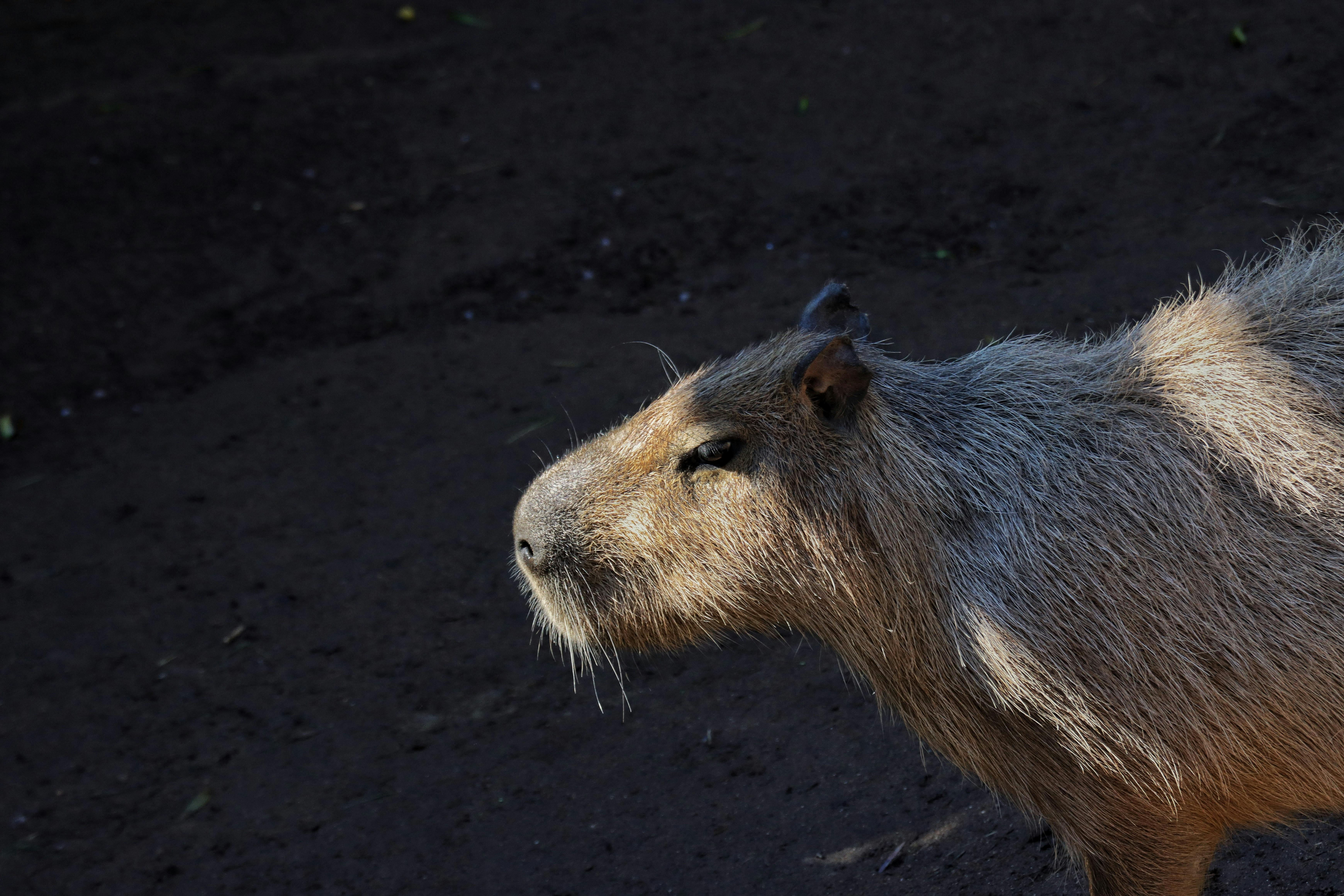 Capybara