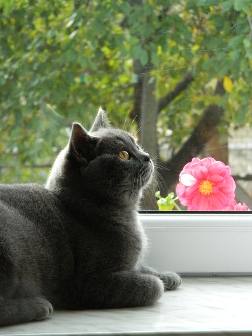 Free Gray British Shorthair cat gazing out the window with a vibrant pink flower beside. Cozy and serene. Stock Photo