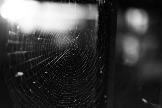 Black and white close-up of a spiderweb glowing in the sunlight, creating an eerie atmosphere.
