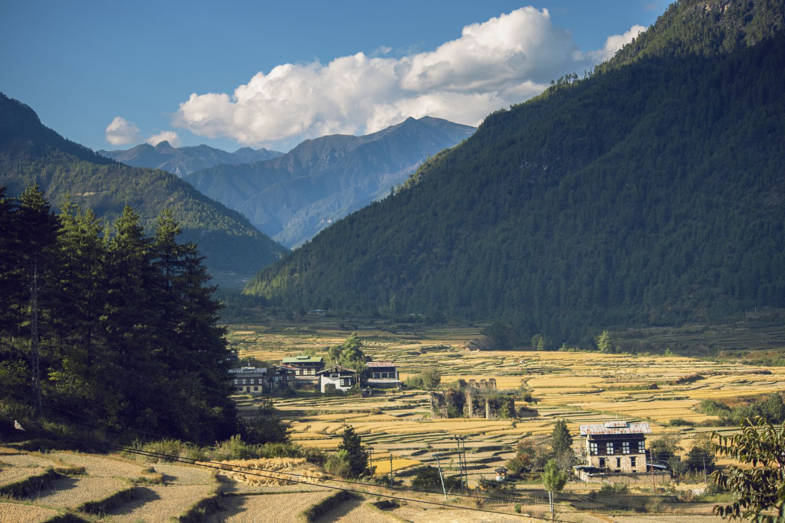 Farmhouses and cut golden fields on a narrow valley floor below pine ridges in Bhutan in autumn