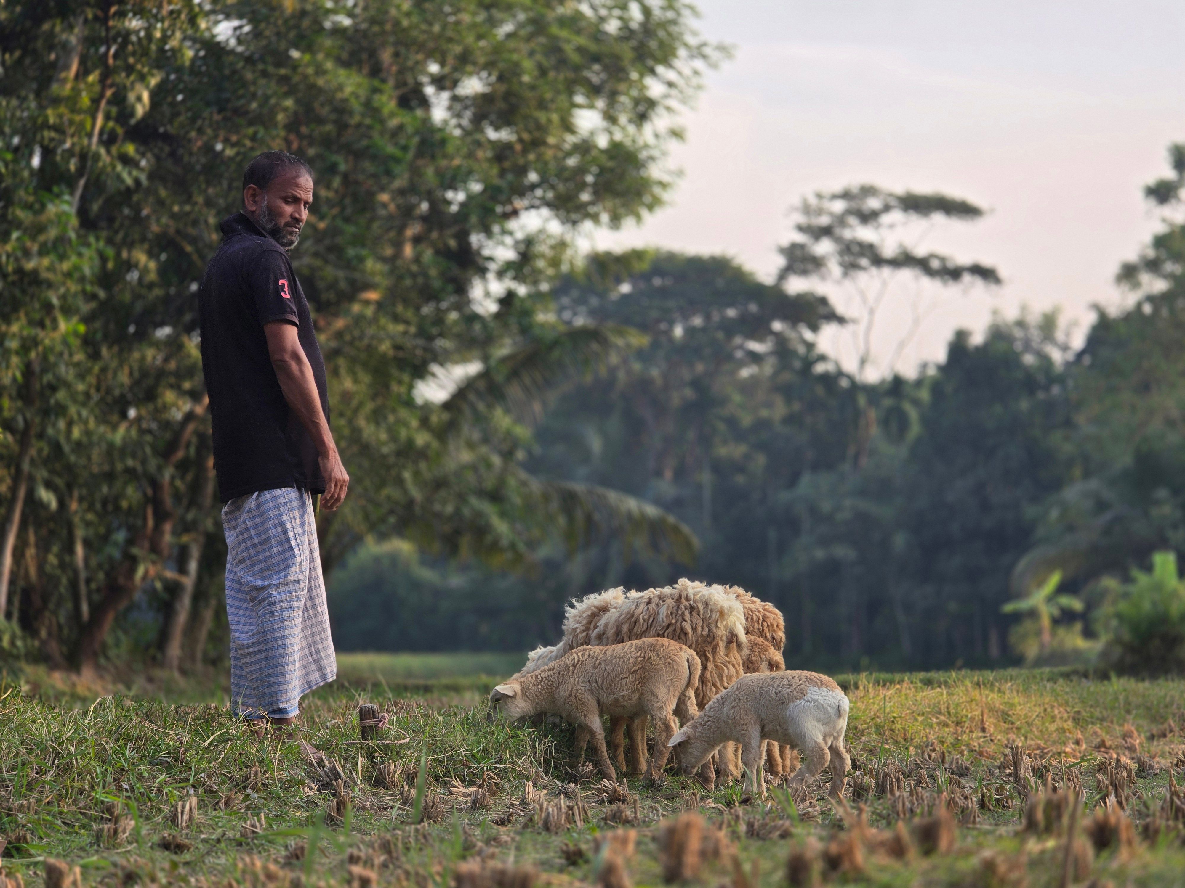 Shepherd Tending Flock of Sheep in Pastoral Landscape · Free Stock Photo