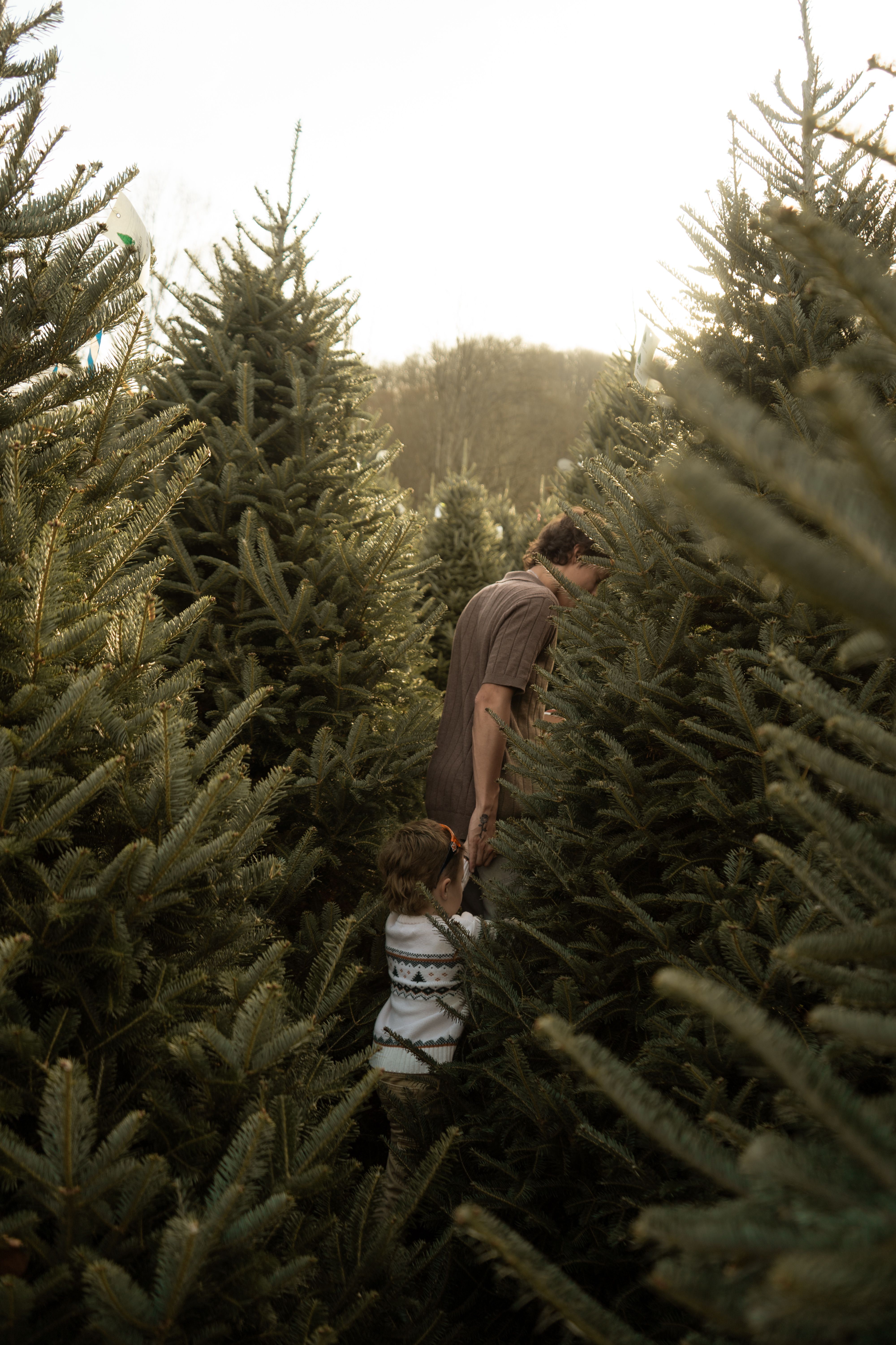 Father and Child Walking Through Christmas Tree Farm · Free Stock Photo