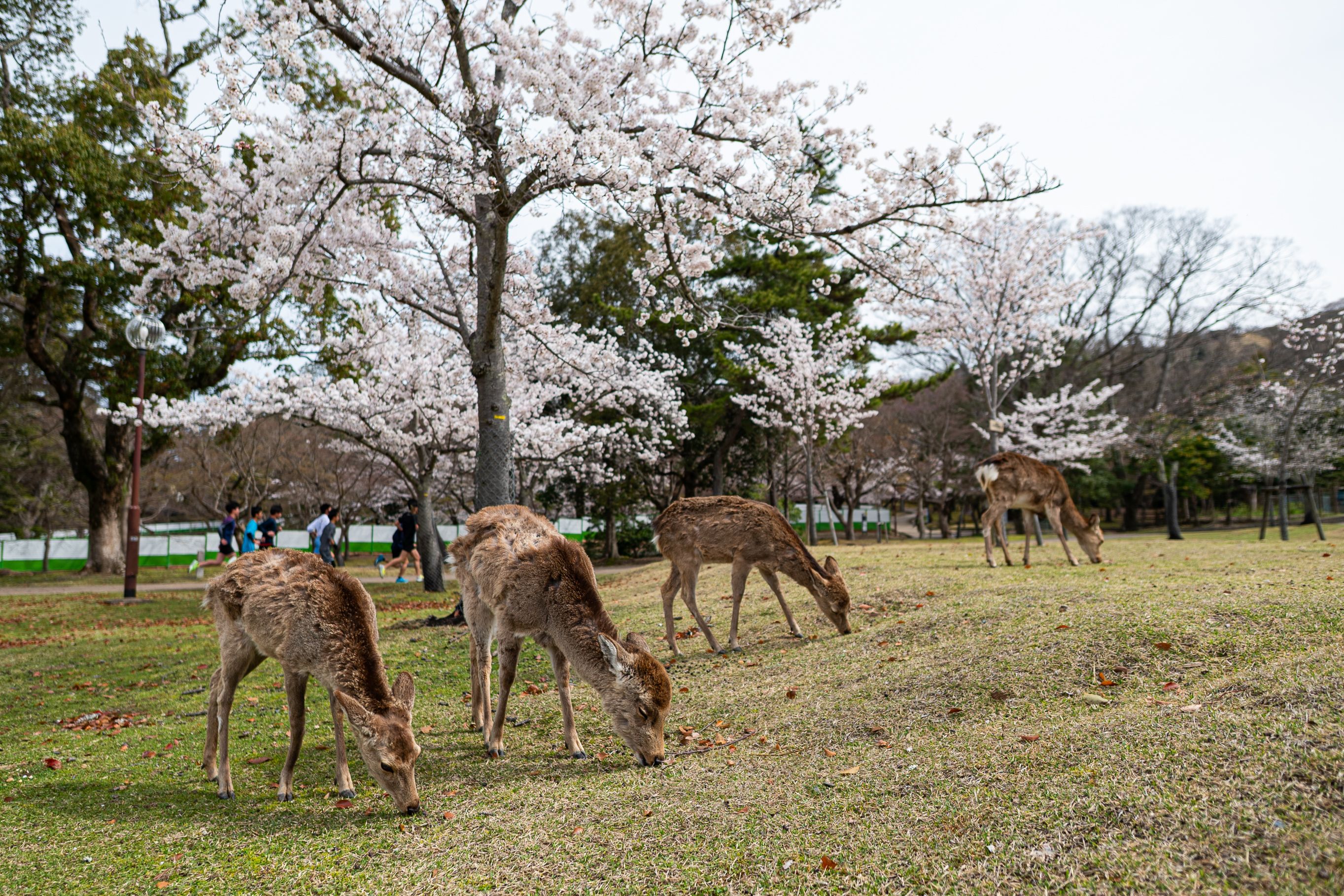Nara Park